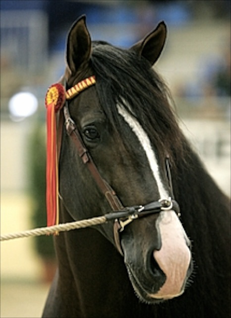 Gala's father Mariscal XLIX