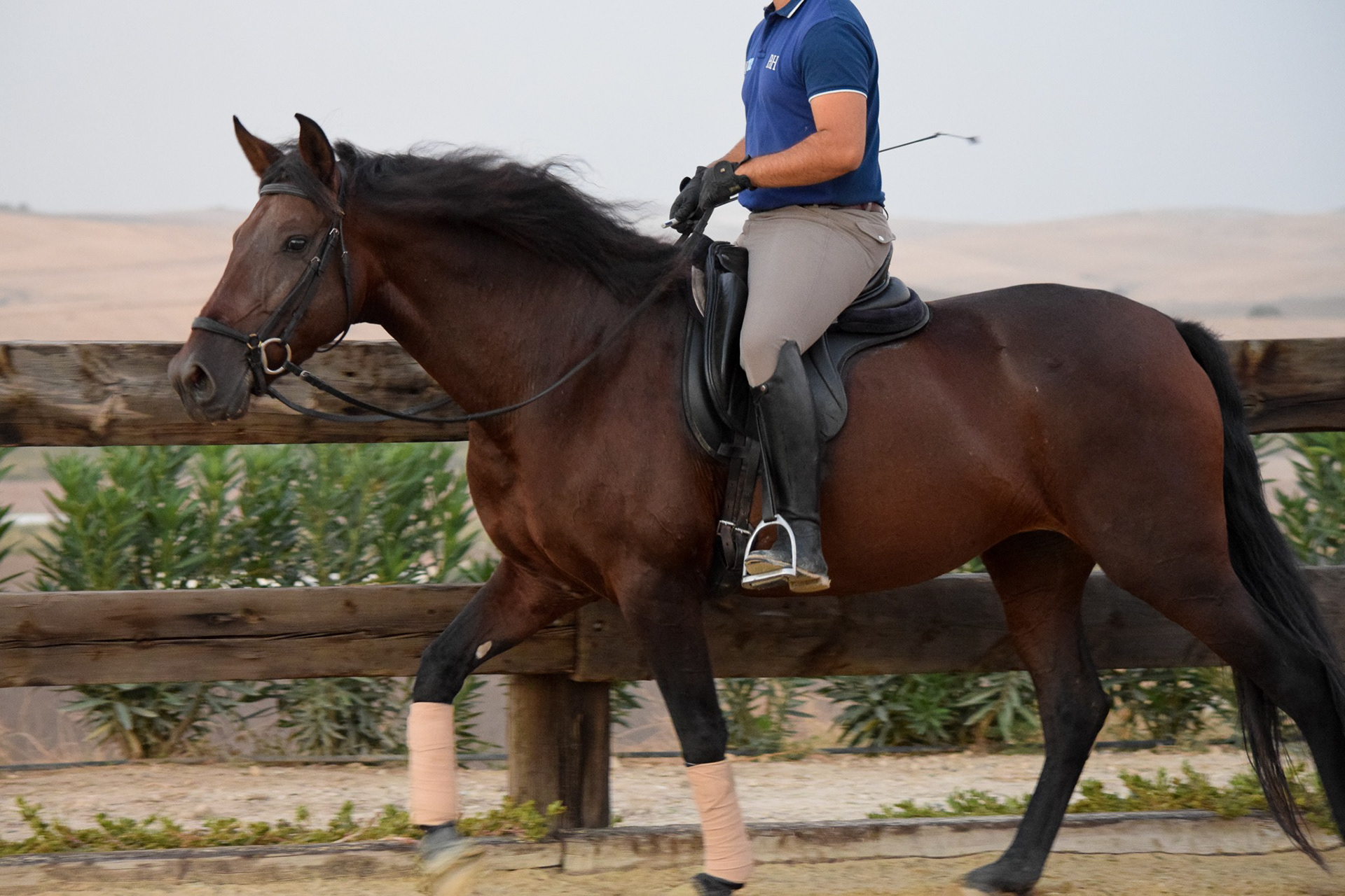 Sueca III, PRE Andalusian Mare, 5 years / años. © CavalReal
