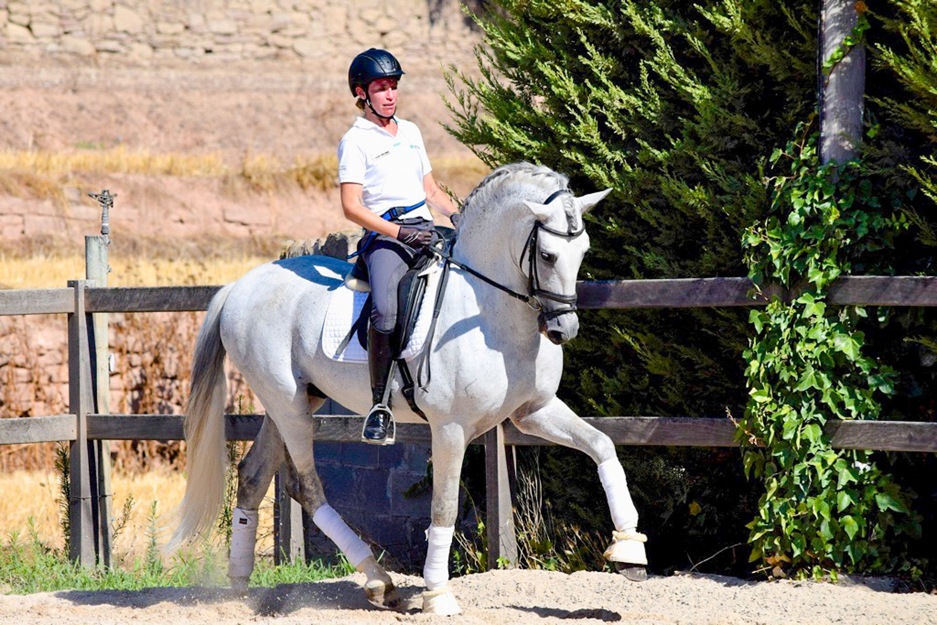Dressage Class with PRE Stallion