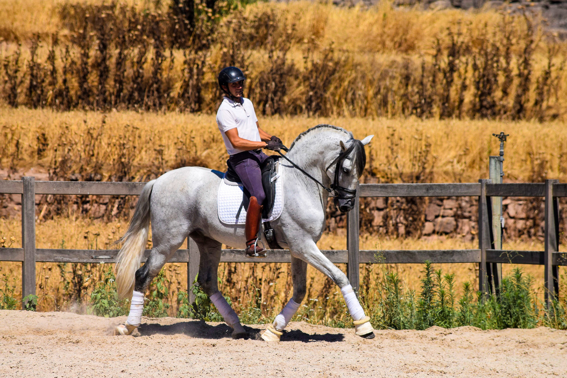 Expressive PRE Stallion 11 years