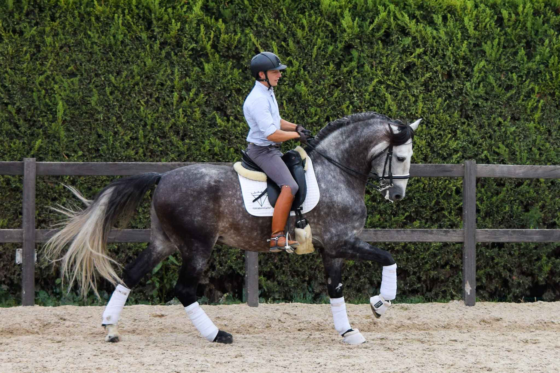 PRE Andalusian Stallion Ambicioso VG. Photo © CavalReal