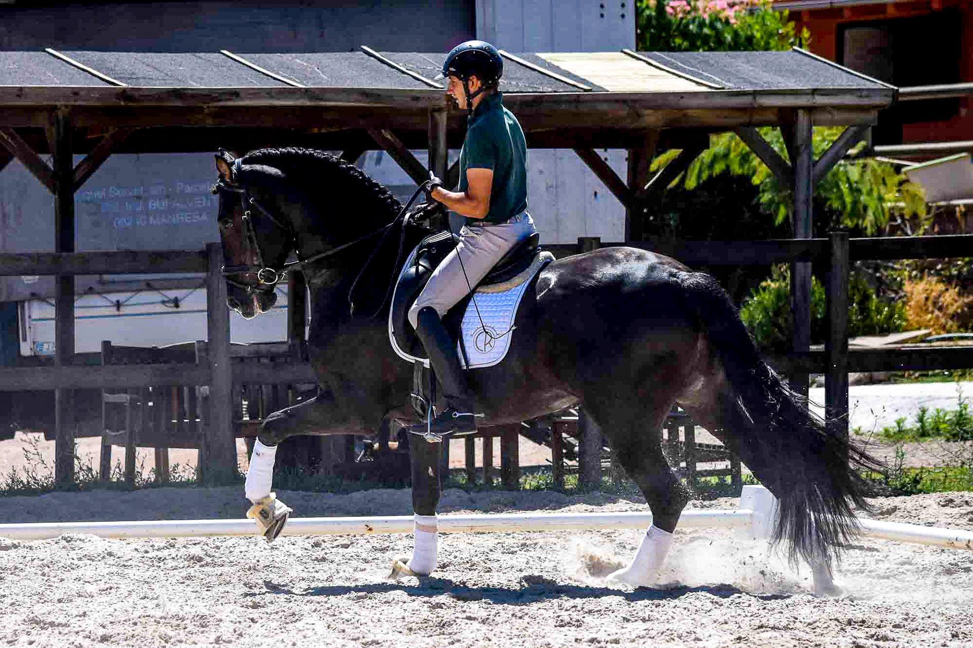 Black PRE Stallion 7 years © VCR