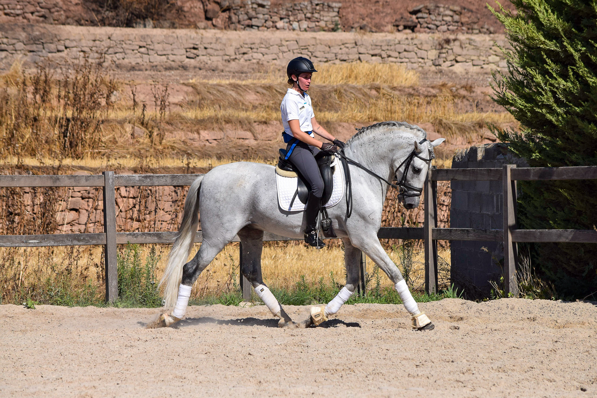 Dressage Class with PRE Stallion