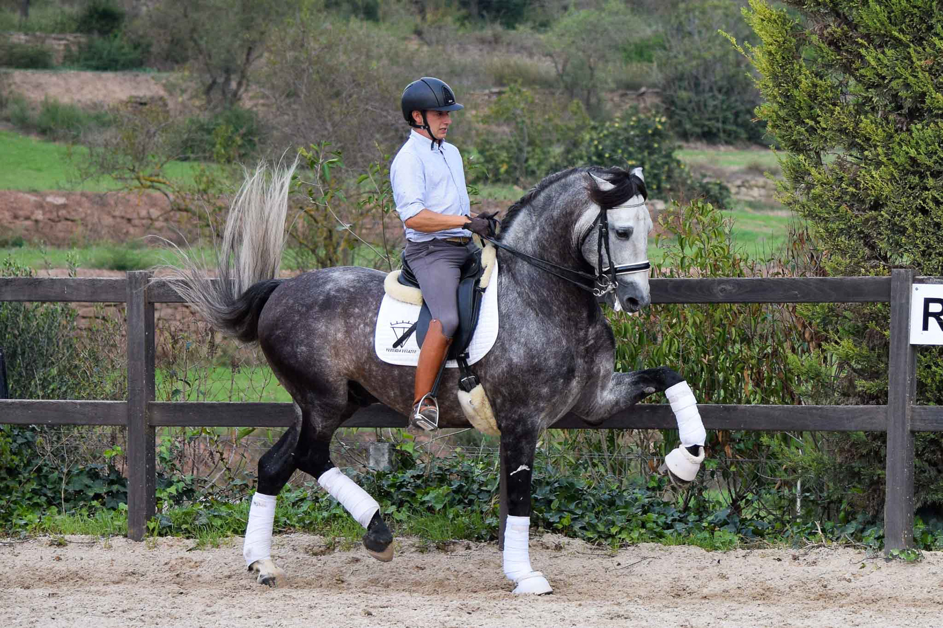 PRE Andalusian Stallion Ambicioso VG. Photo © CavalReal