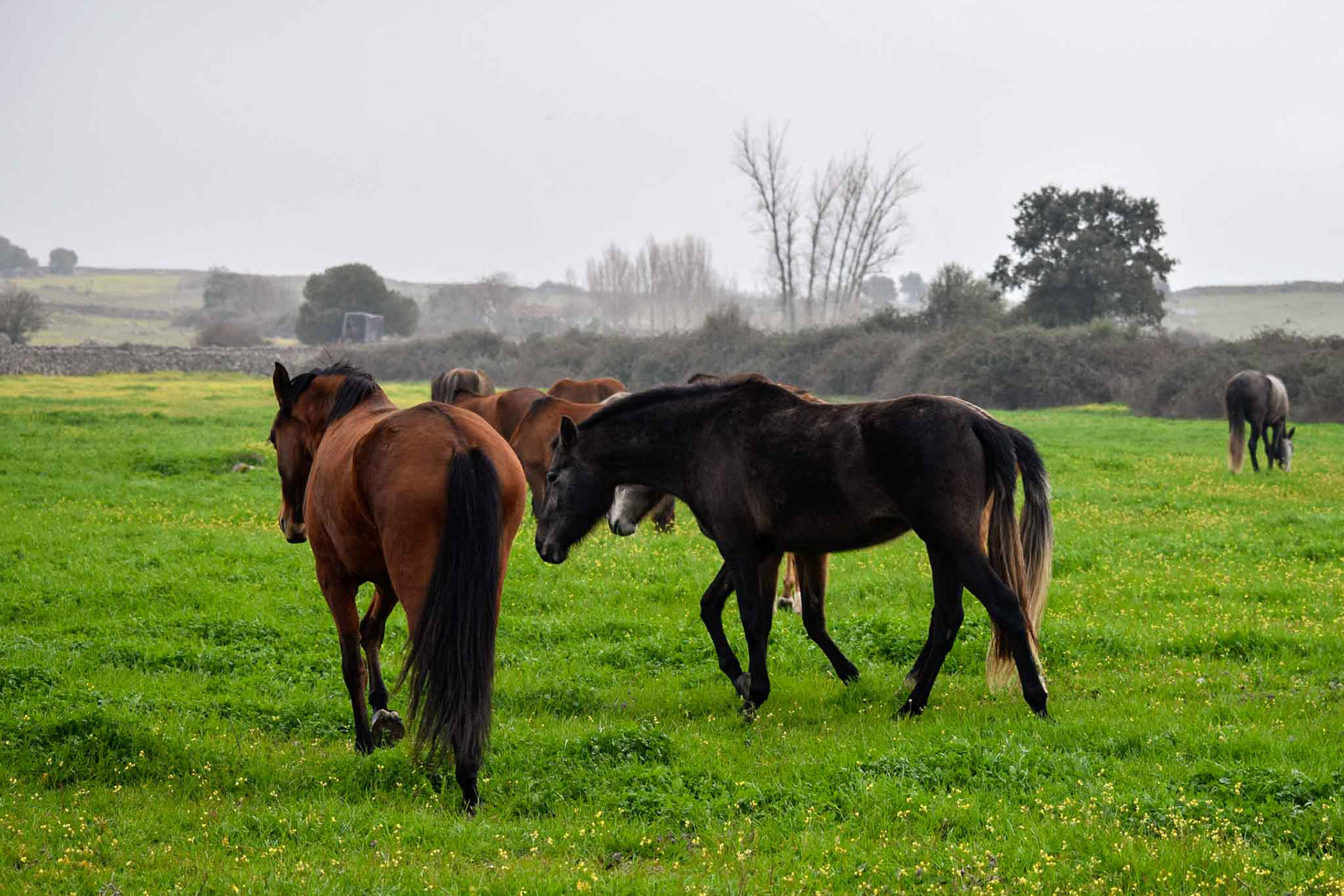 Winter pasture in Spain