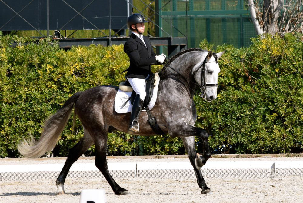 PRE Stallion Ambicioso VG Wins Gold. Photo © CavalReal