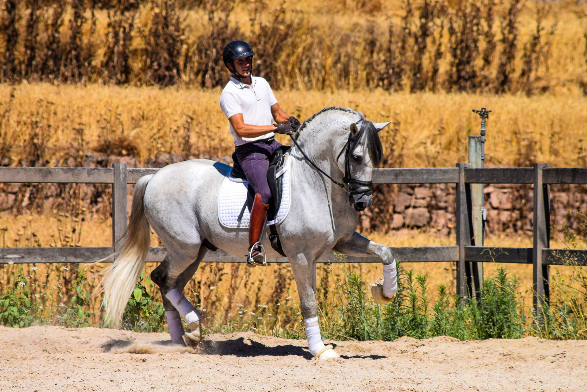 Expressive PRE Stallion 11 years