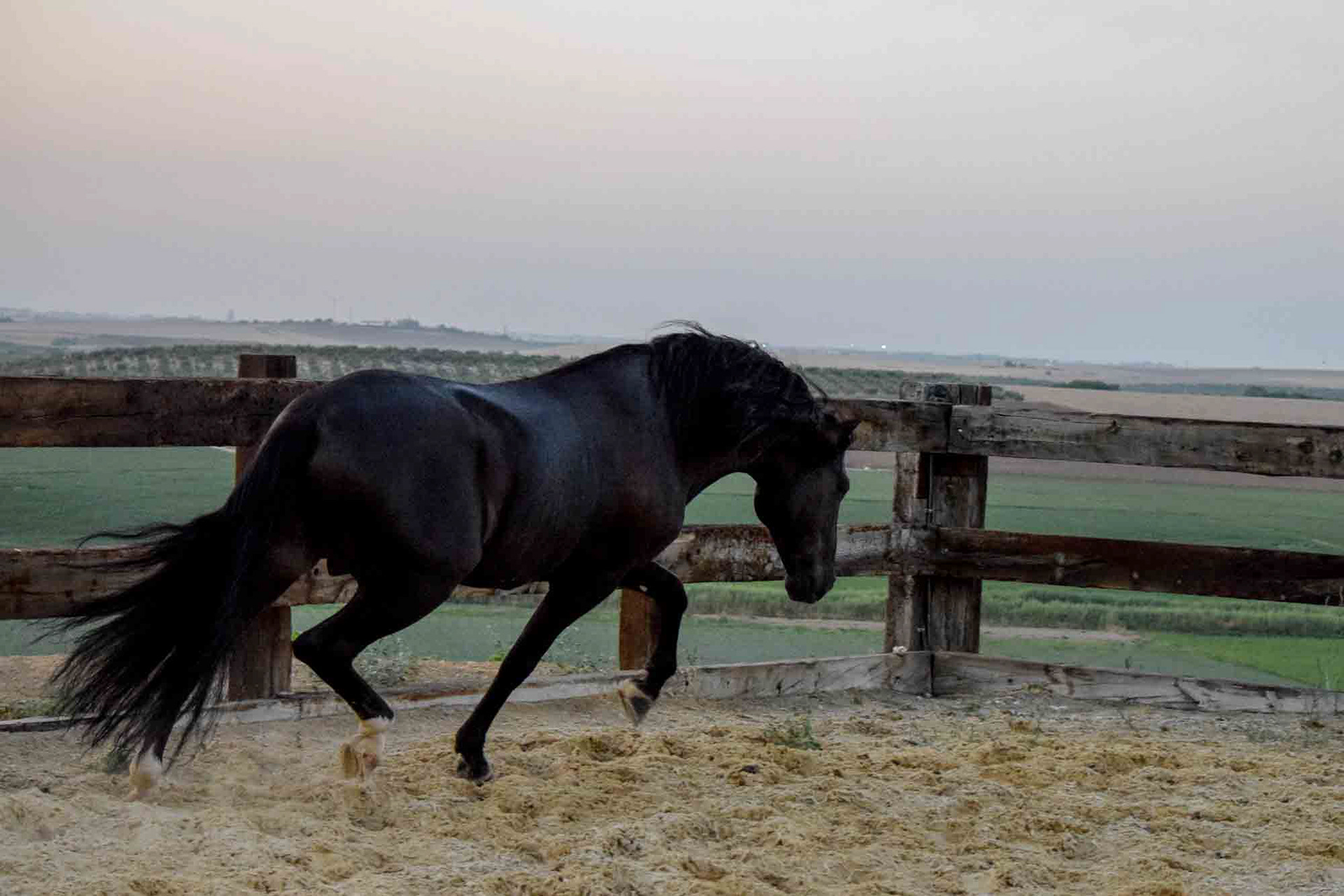 Black PRE Stallion © VCR 2018