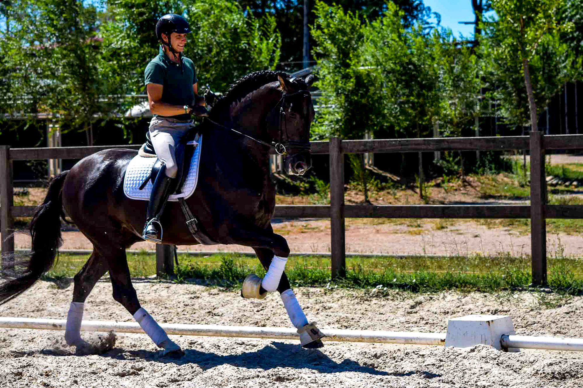 Black PRE Stallion 7 years © VCR