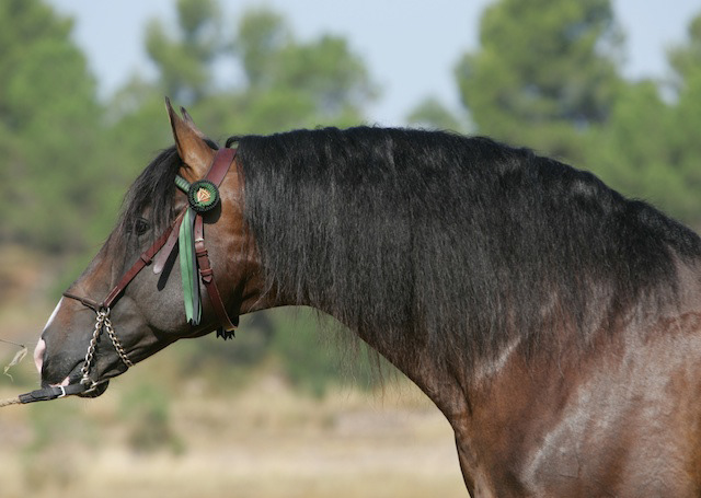 Gala's father Mariscal XLIX