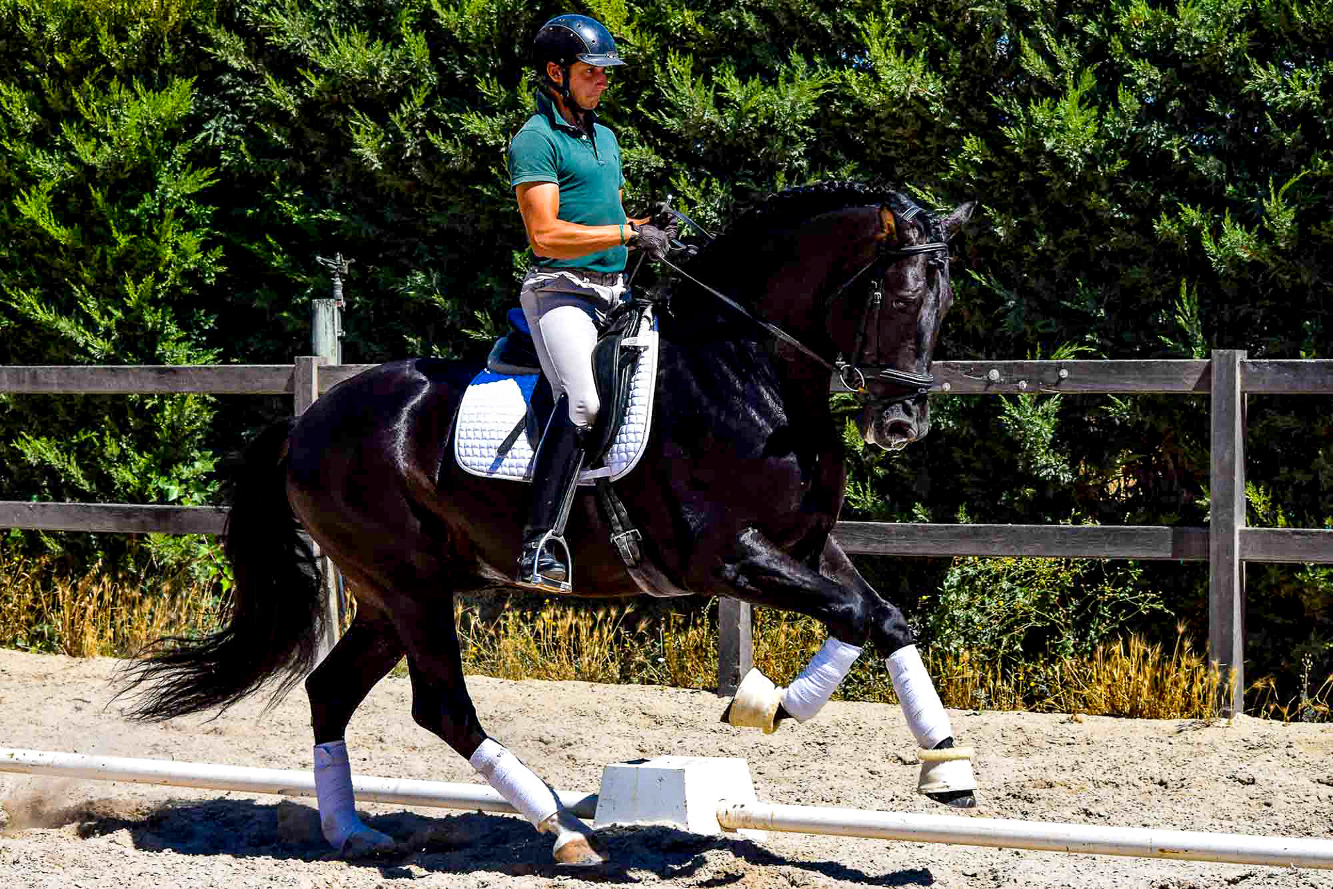 Black PRE Stallion 7 years © VCR