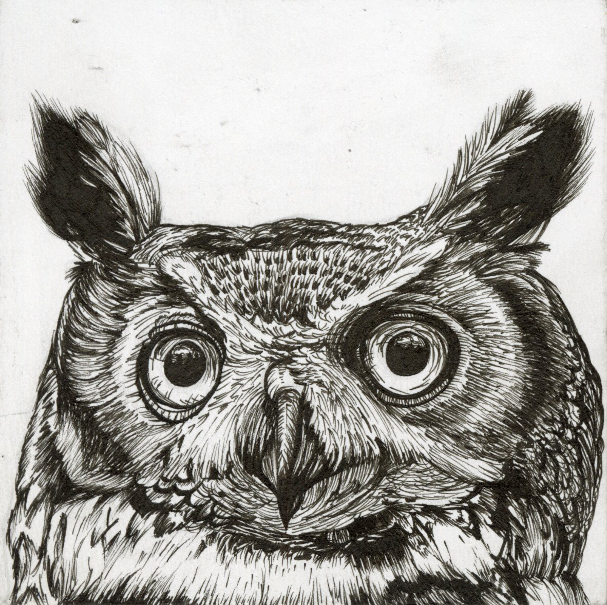 Owl - Pen and Ink