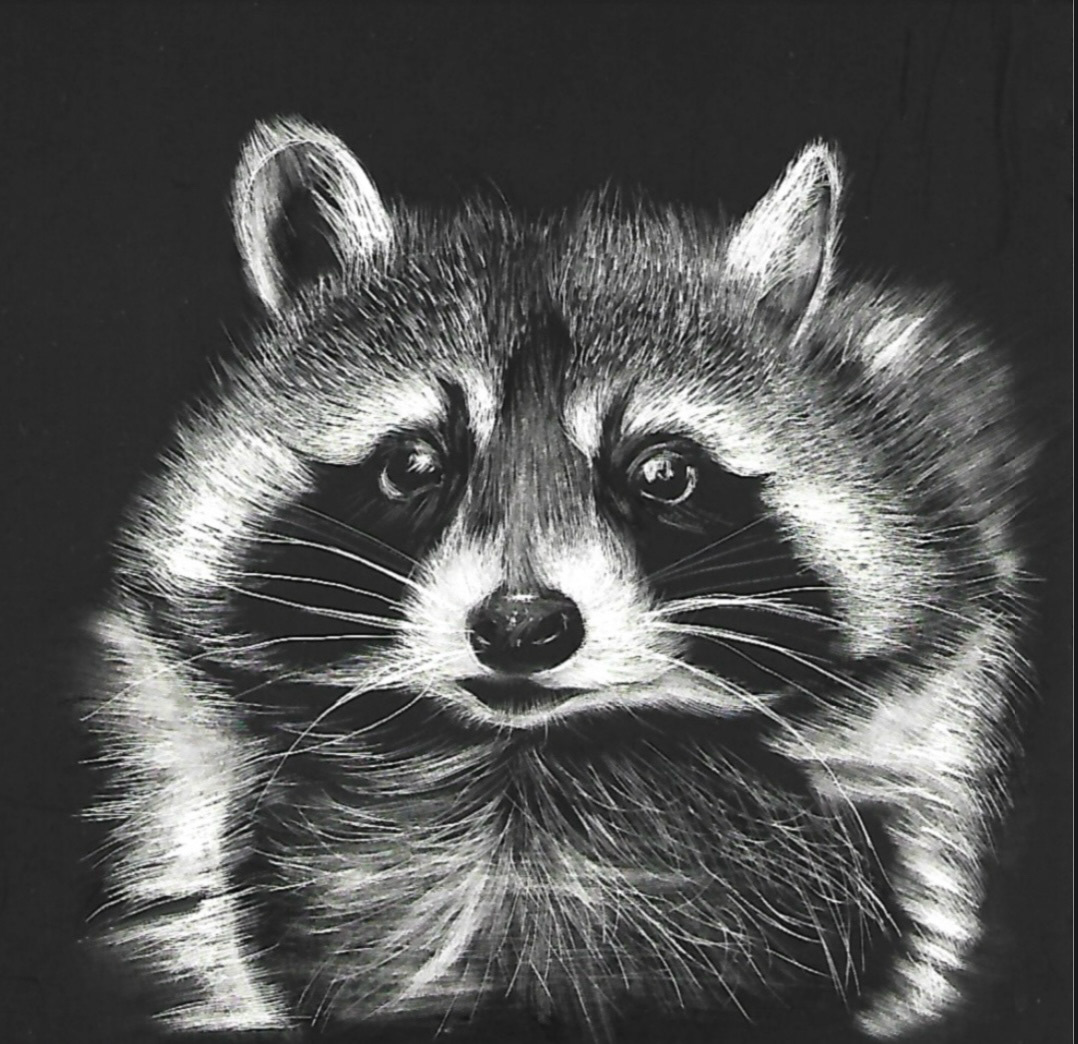 Raccoon - Scratchboard