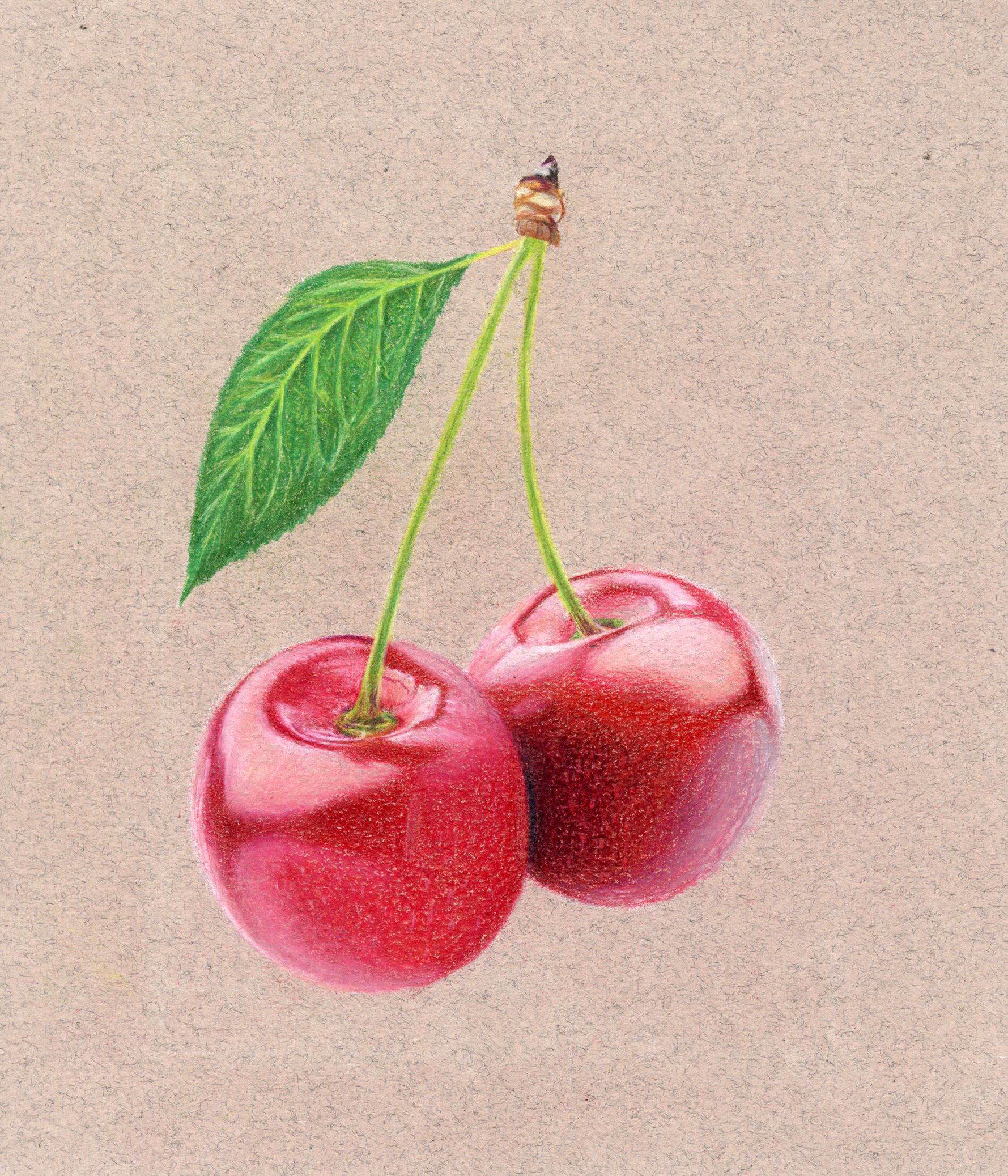 Cherries - Colored Pencil