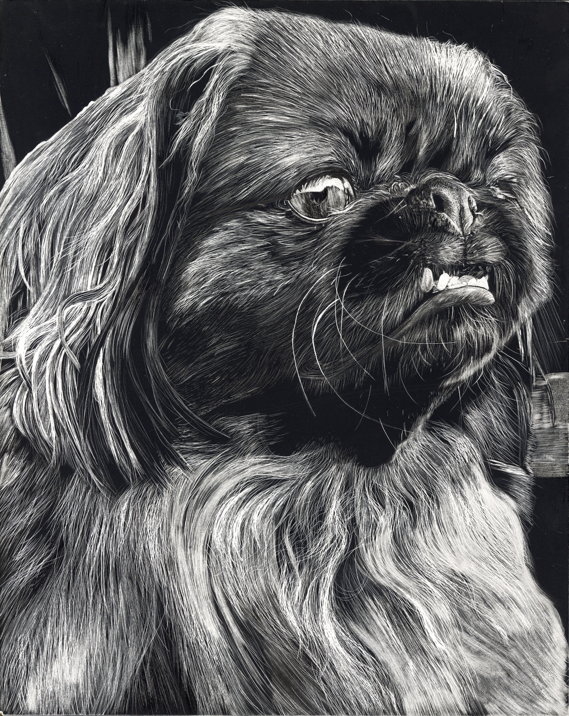 Dog (Gizmo) - Scratchboard