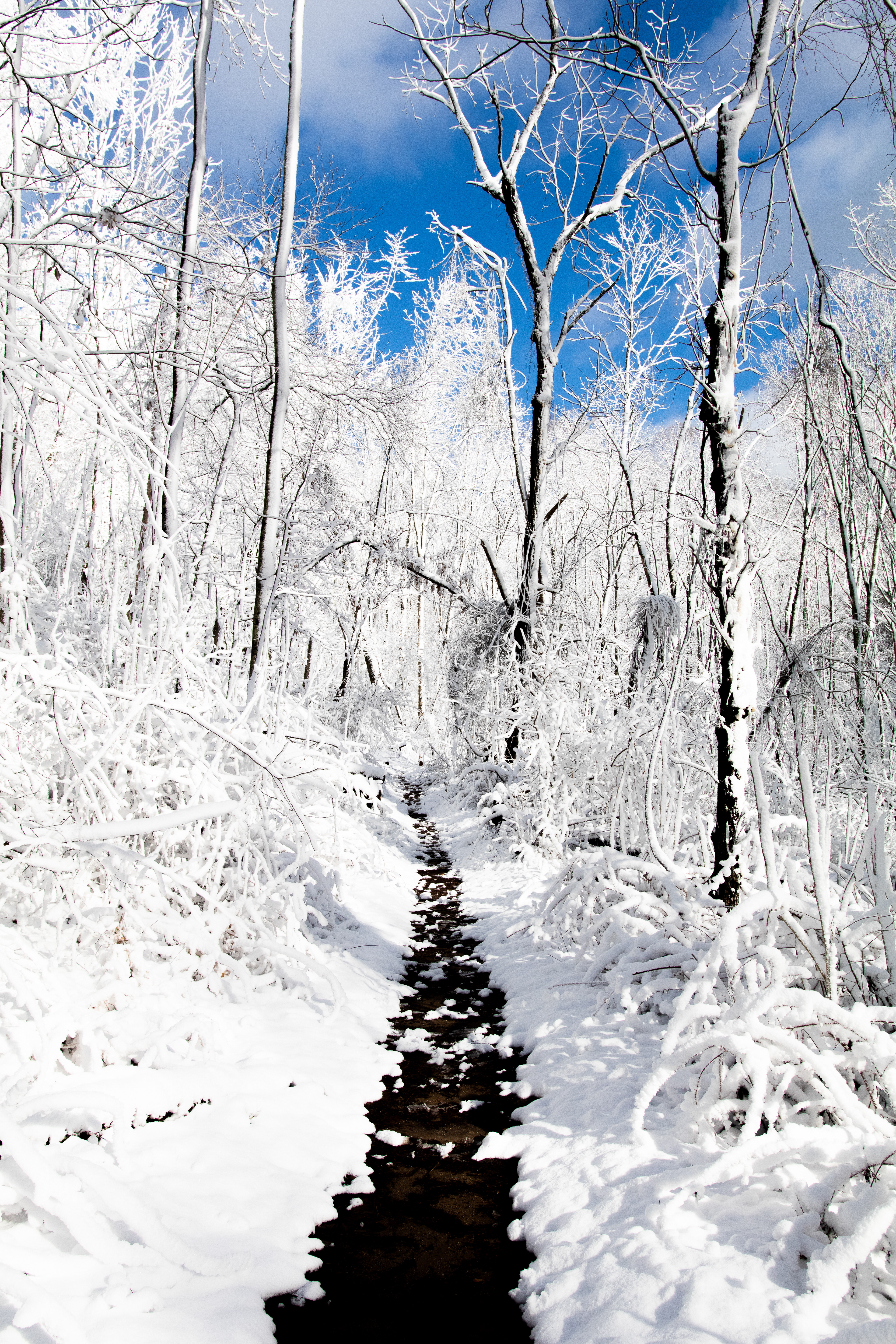 Fresh Snow on the Trail, 2022