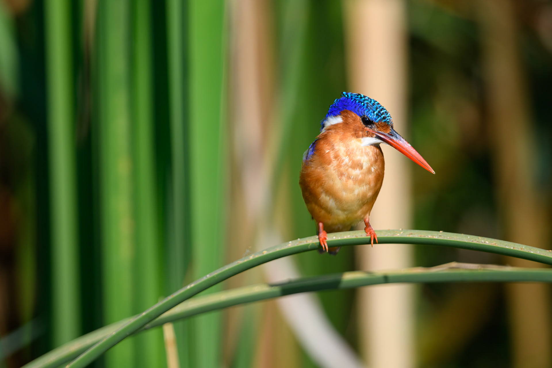 Malachite Kingfisher in Lake Manyara National Park, Tanzania