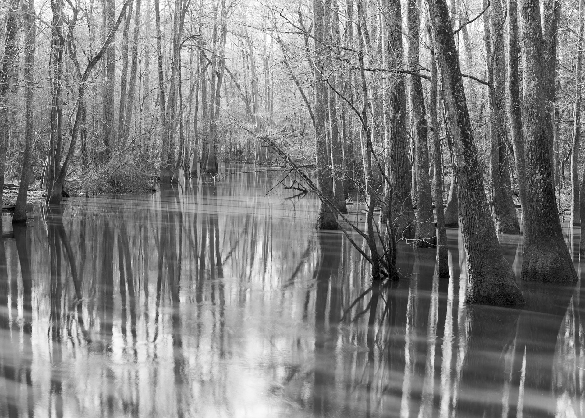 Cedar Creek in Congaree National Park