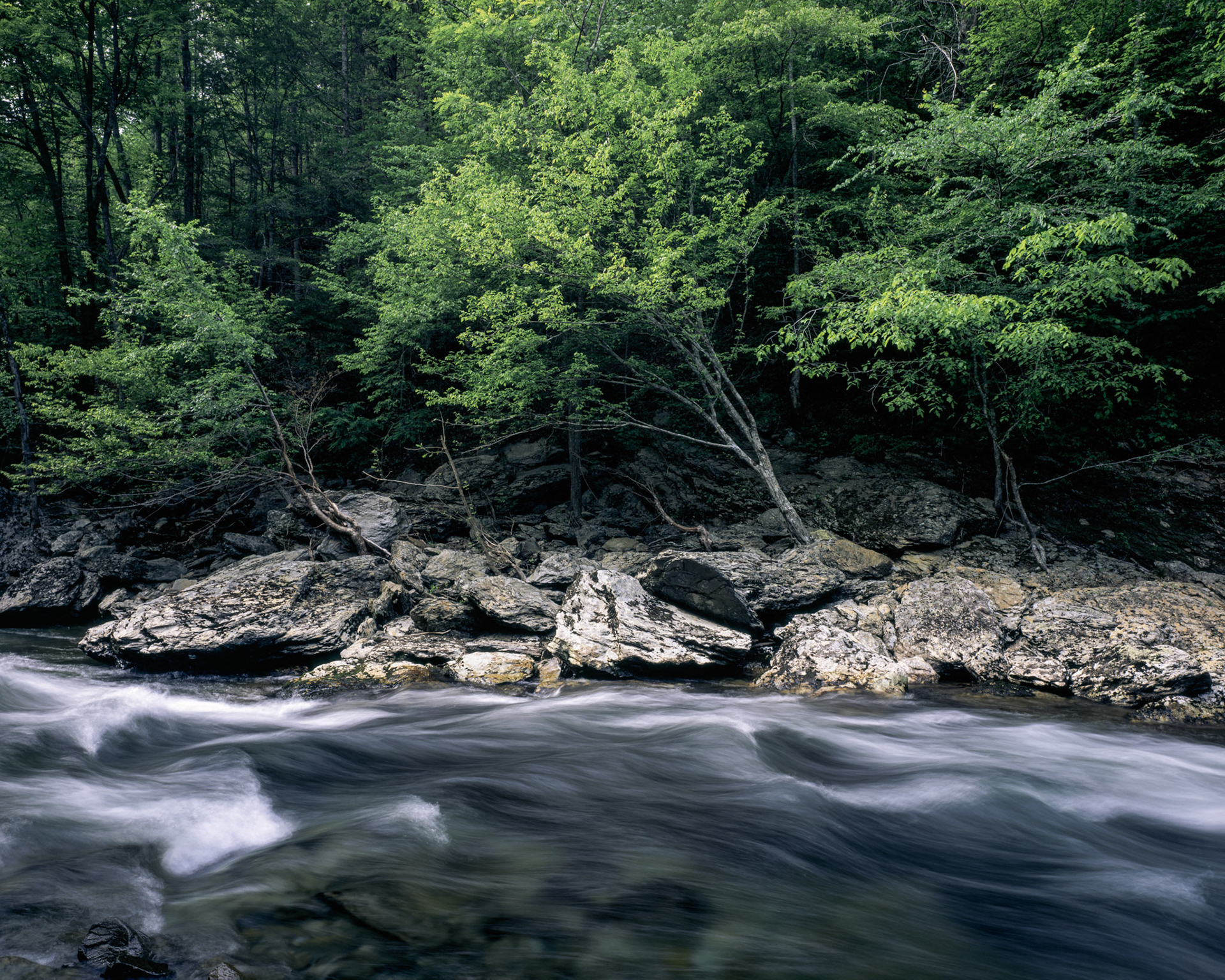 Dogwood trees alongside the Little River — Great Smoky Mountains National Park