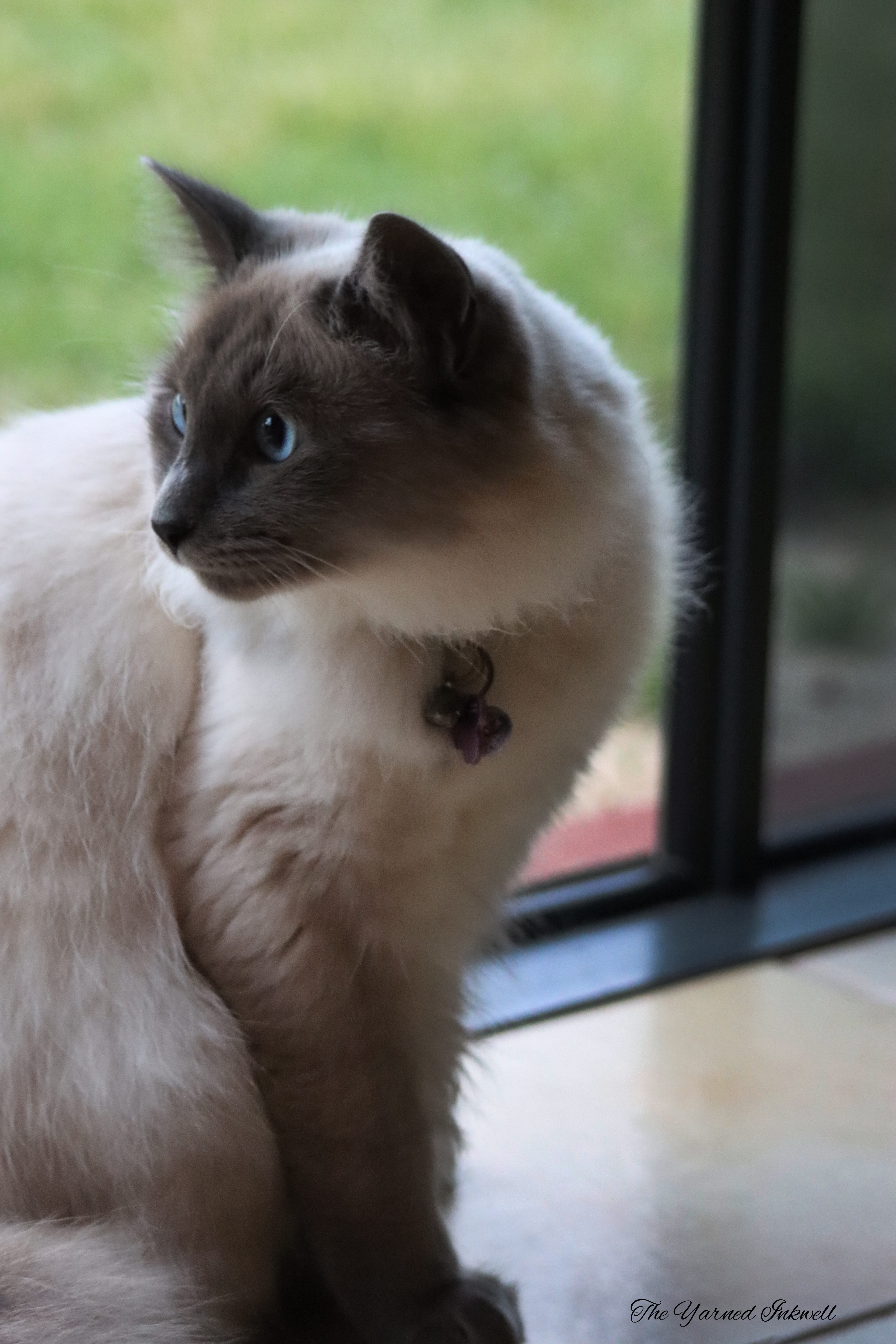 Ragdoll X Cat