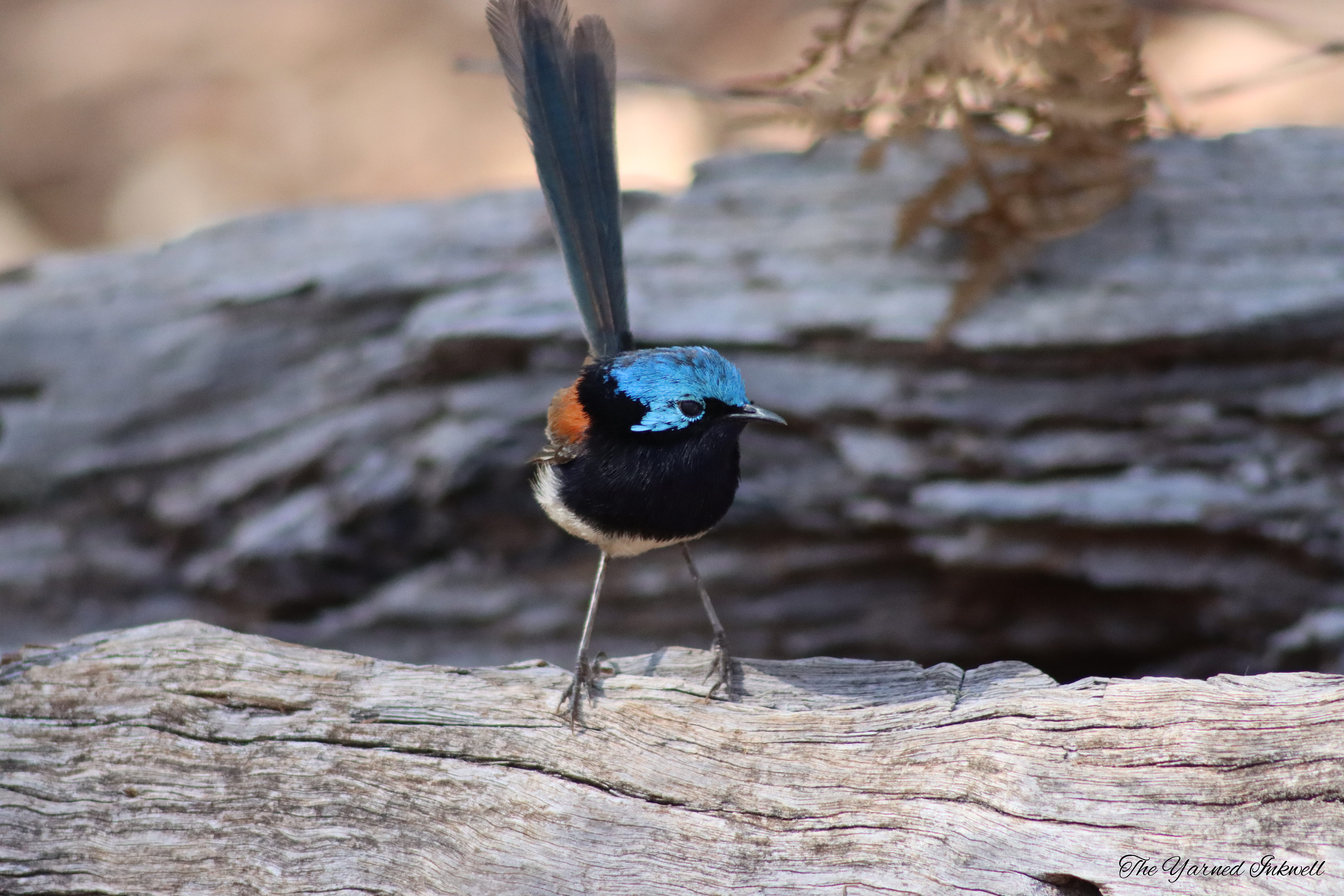 Male red winged fairy wren