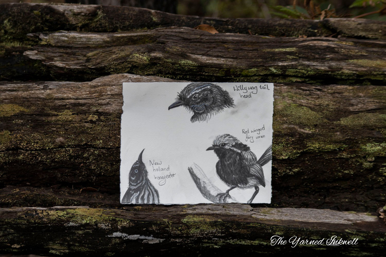 Bird Study Sketches Against a Mossy Log
