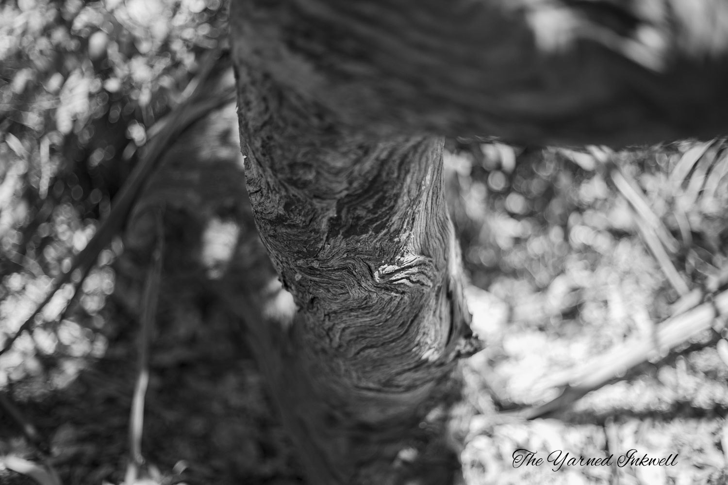 Black and White Tree Trunk Patterns
