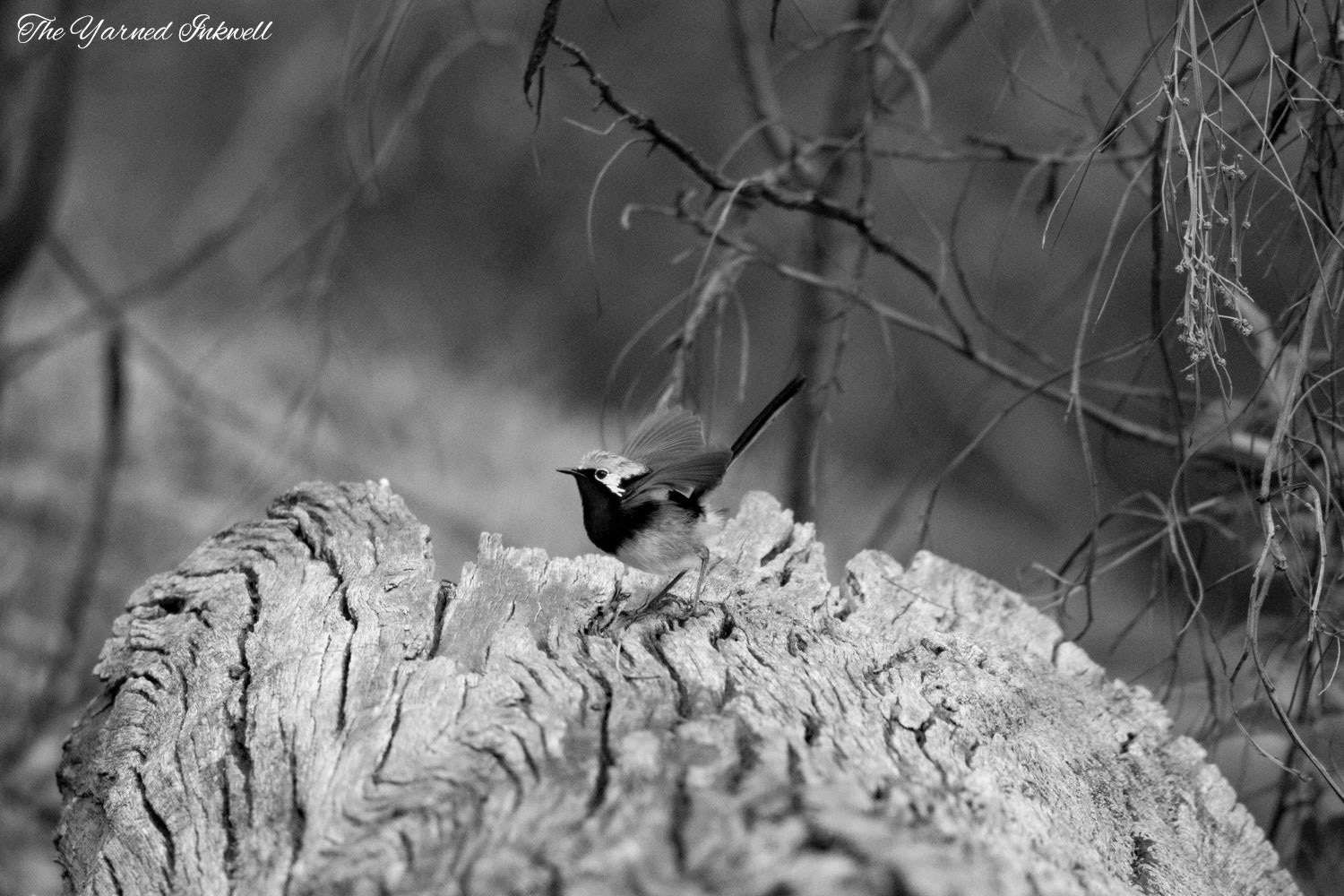 Male red winged fairy wren