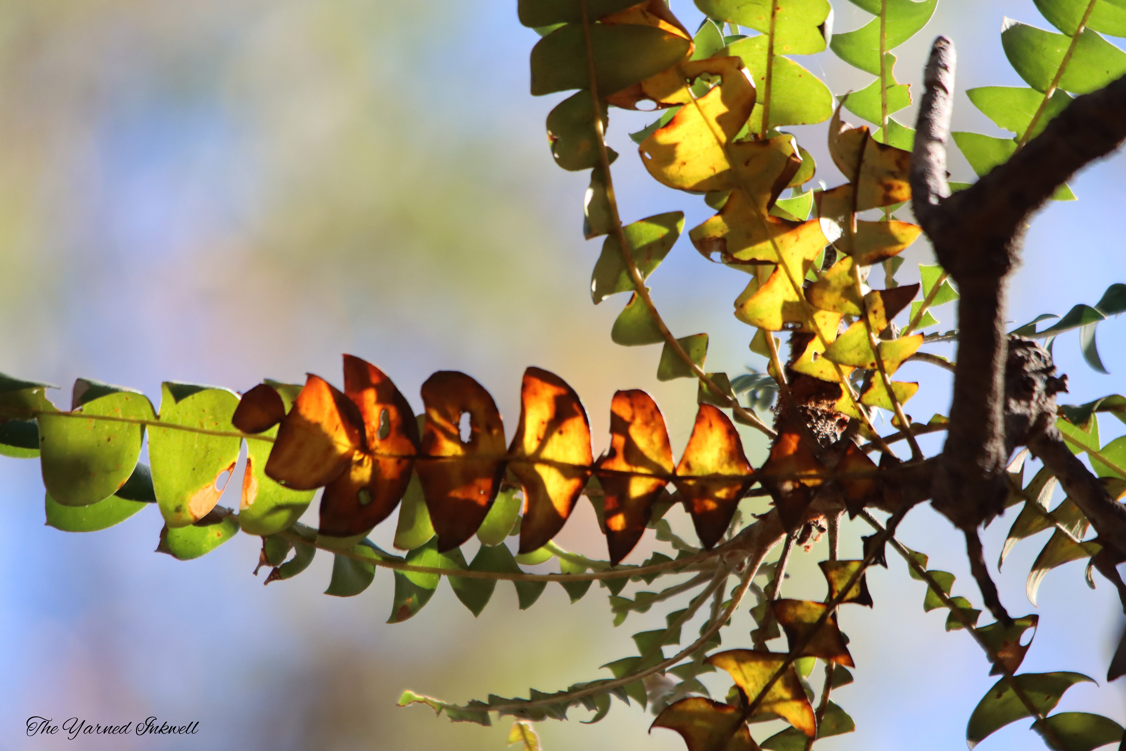 Banksia leaves in the sunlight