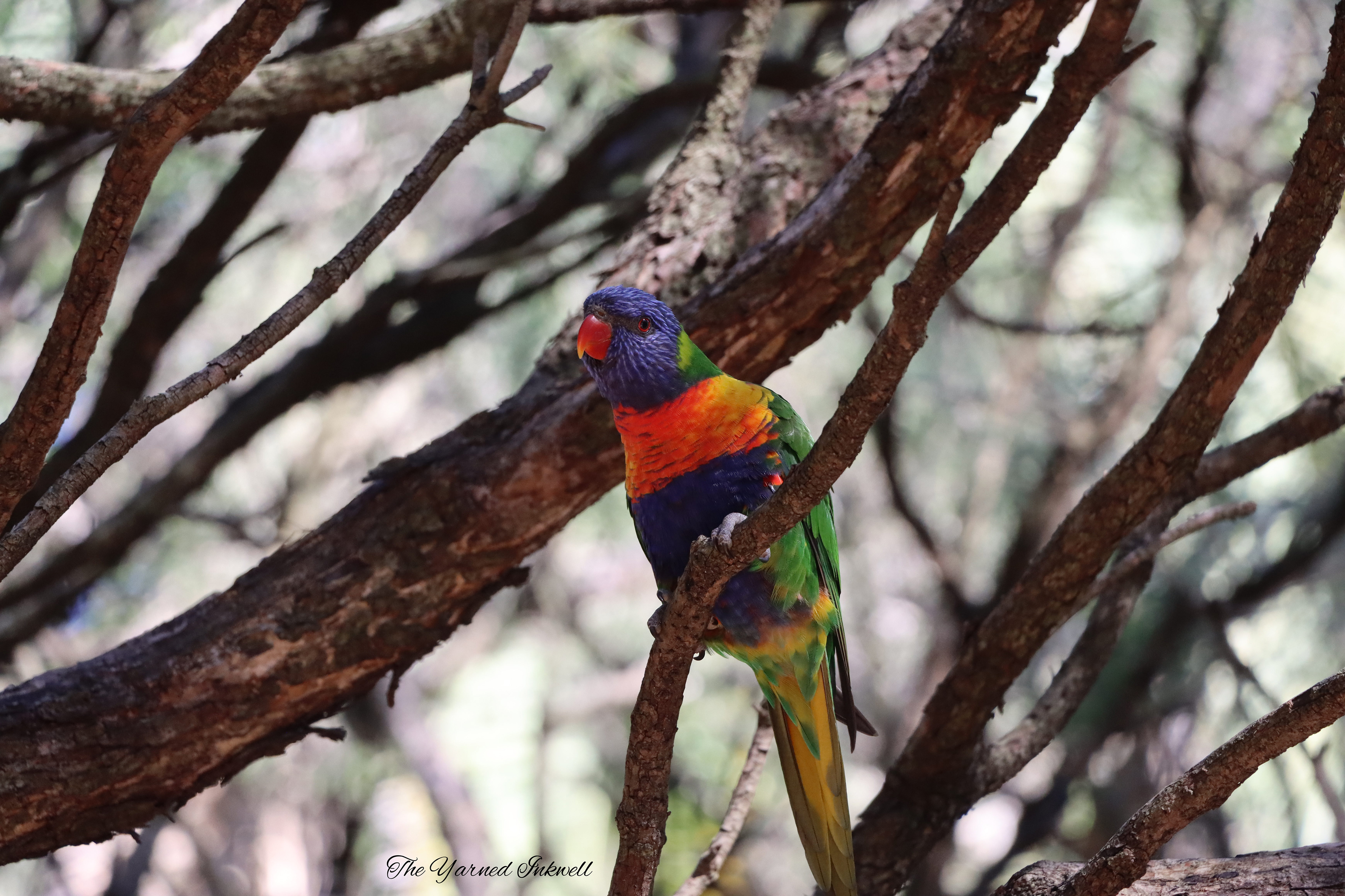 Rainbow Lorikeet