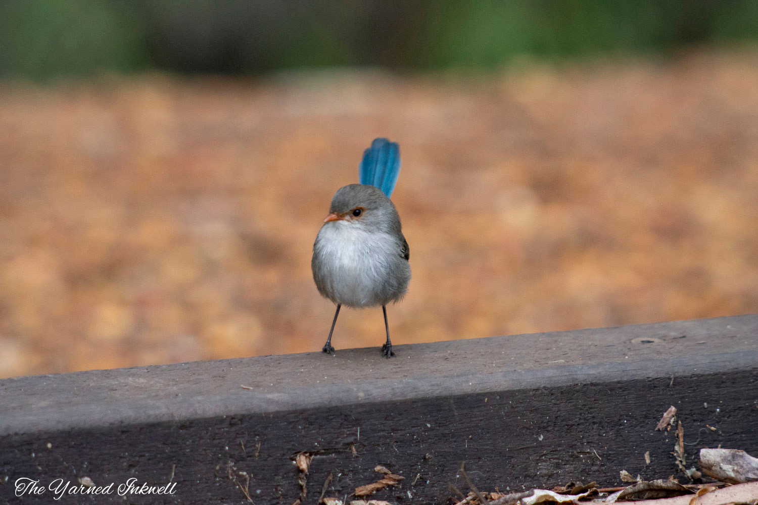 Female or juvenile fairy wren