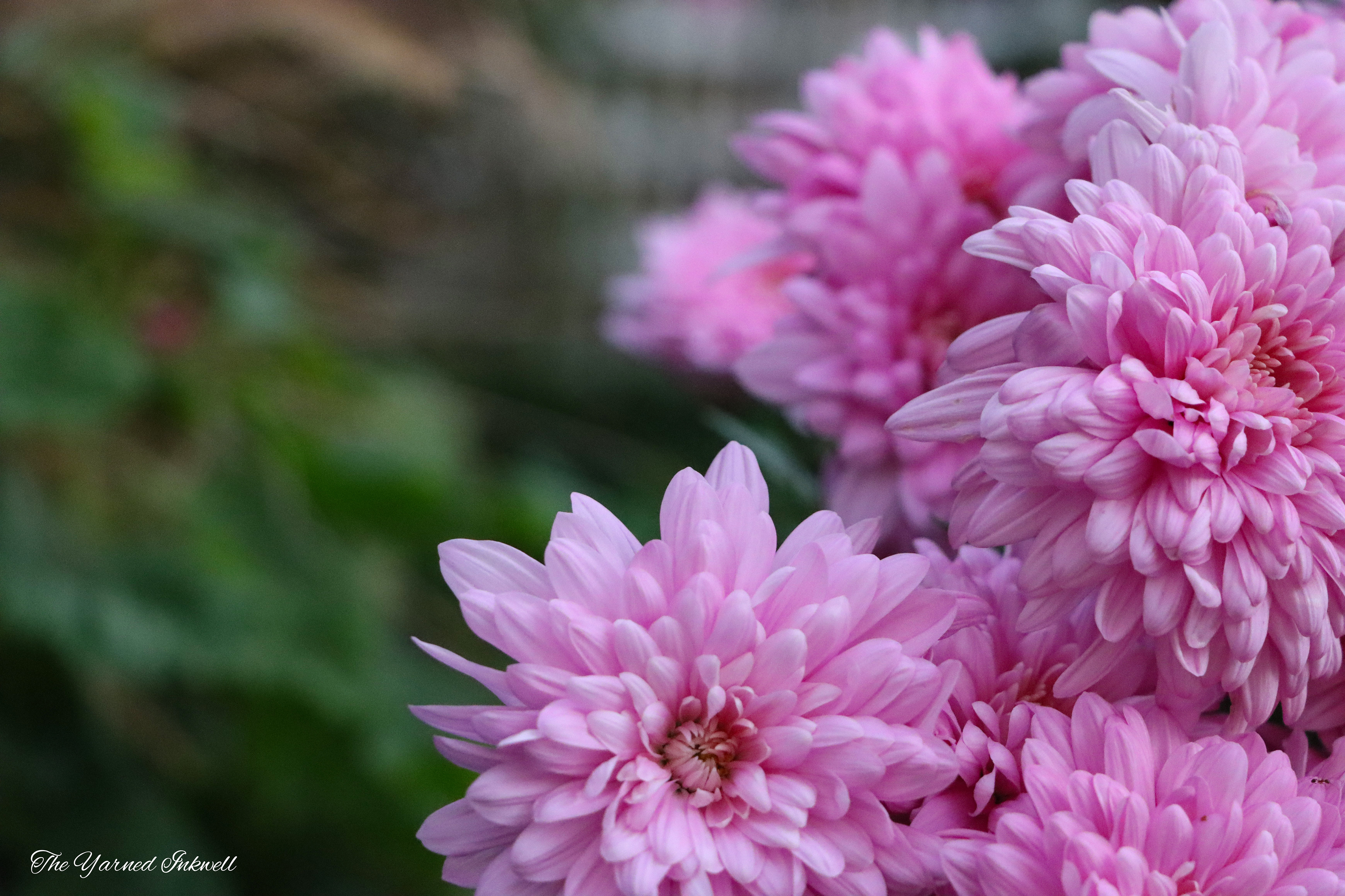 Chrysanthemums