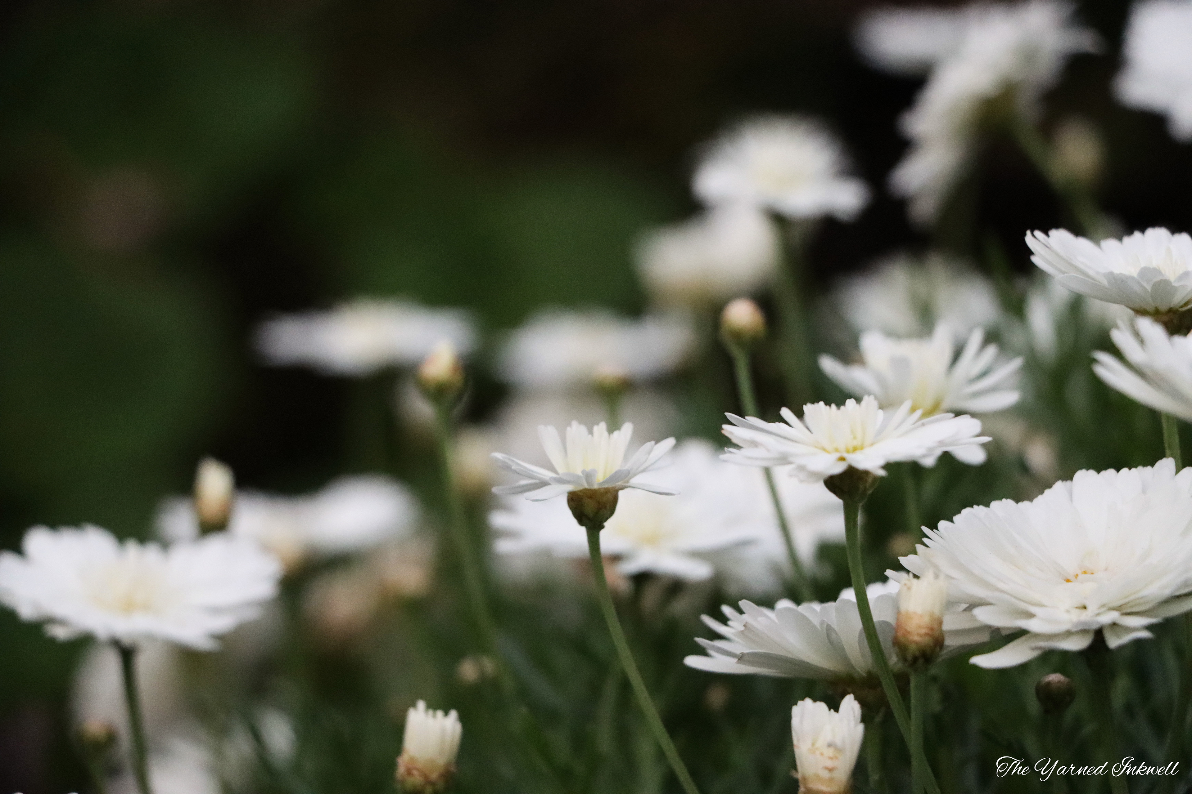 white flowers