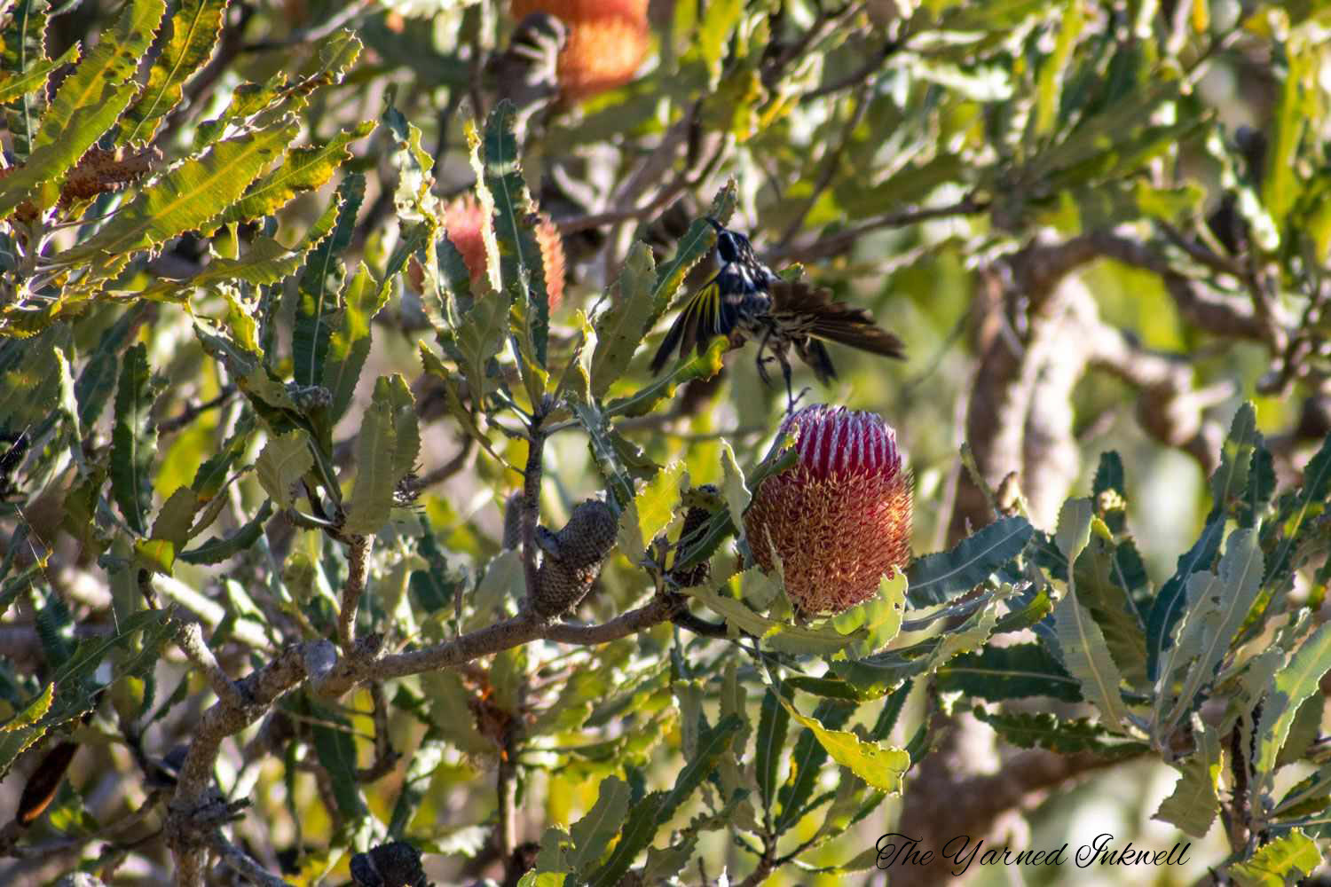 New Holland Honeyeater and Banksia