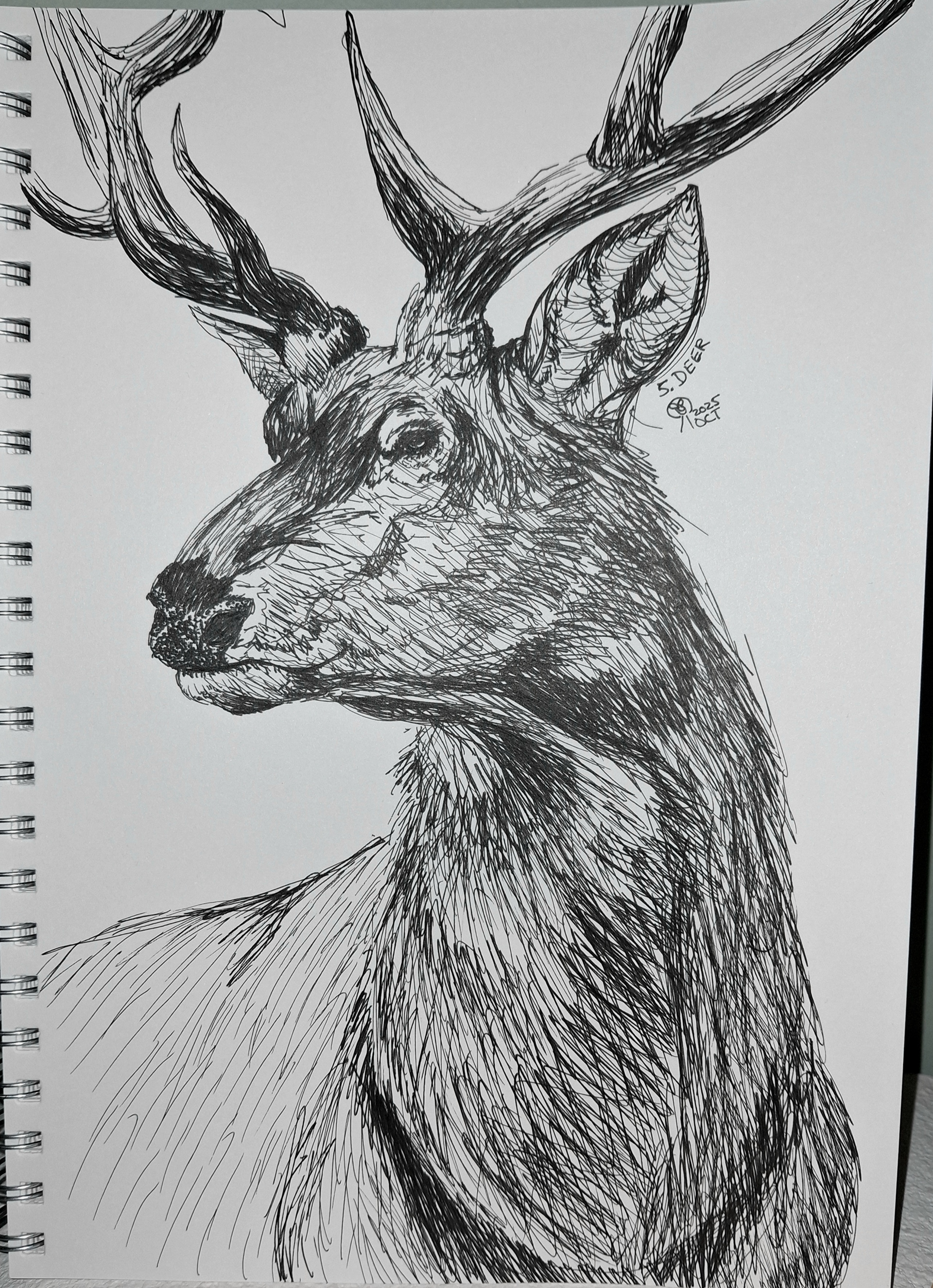Deer