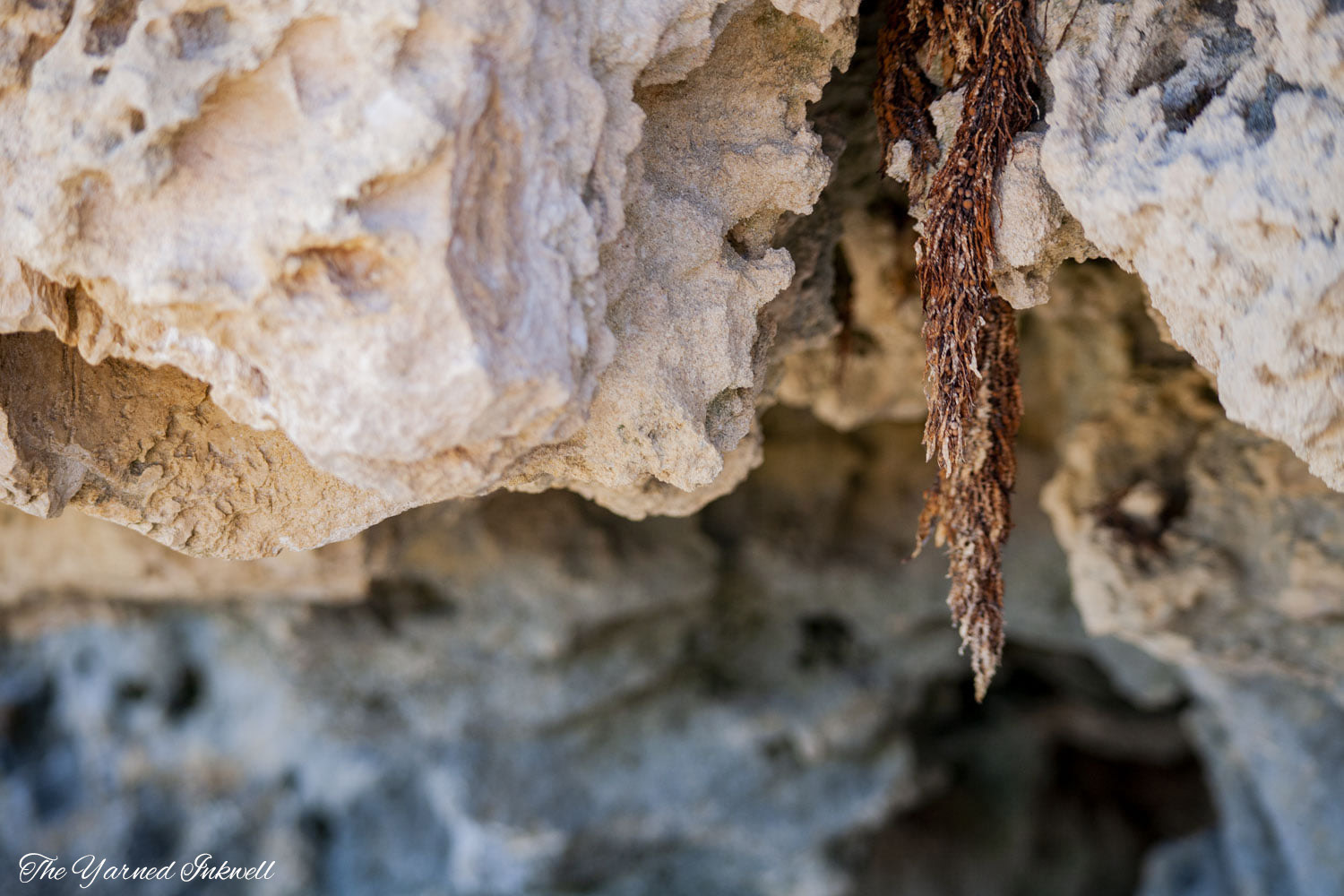 Beach stones and seaweed