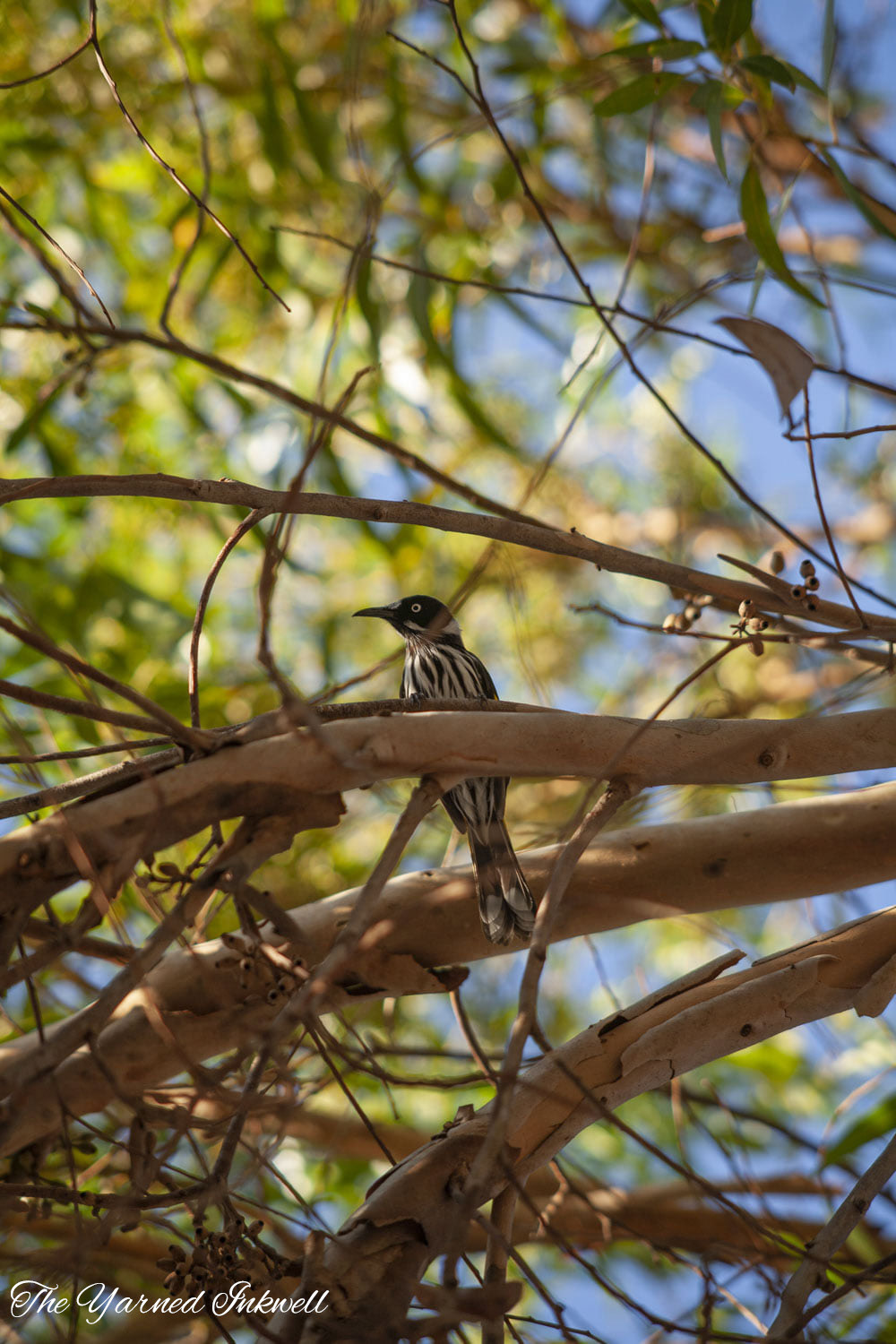 New Holland Honeyeater