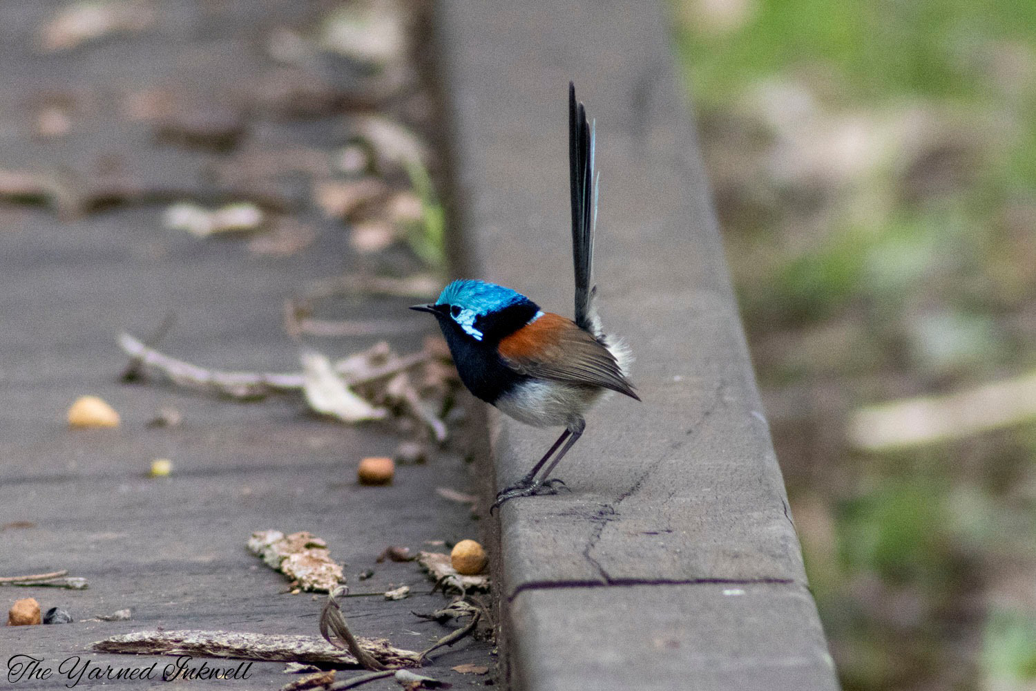 Male red winged fairy wren
