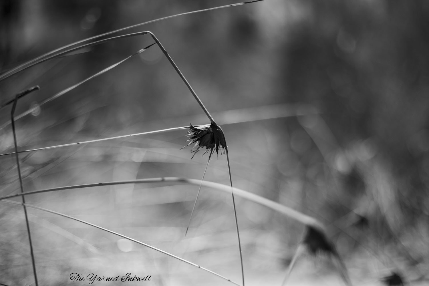 Black and white spikey plant