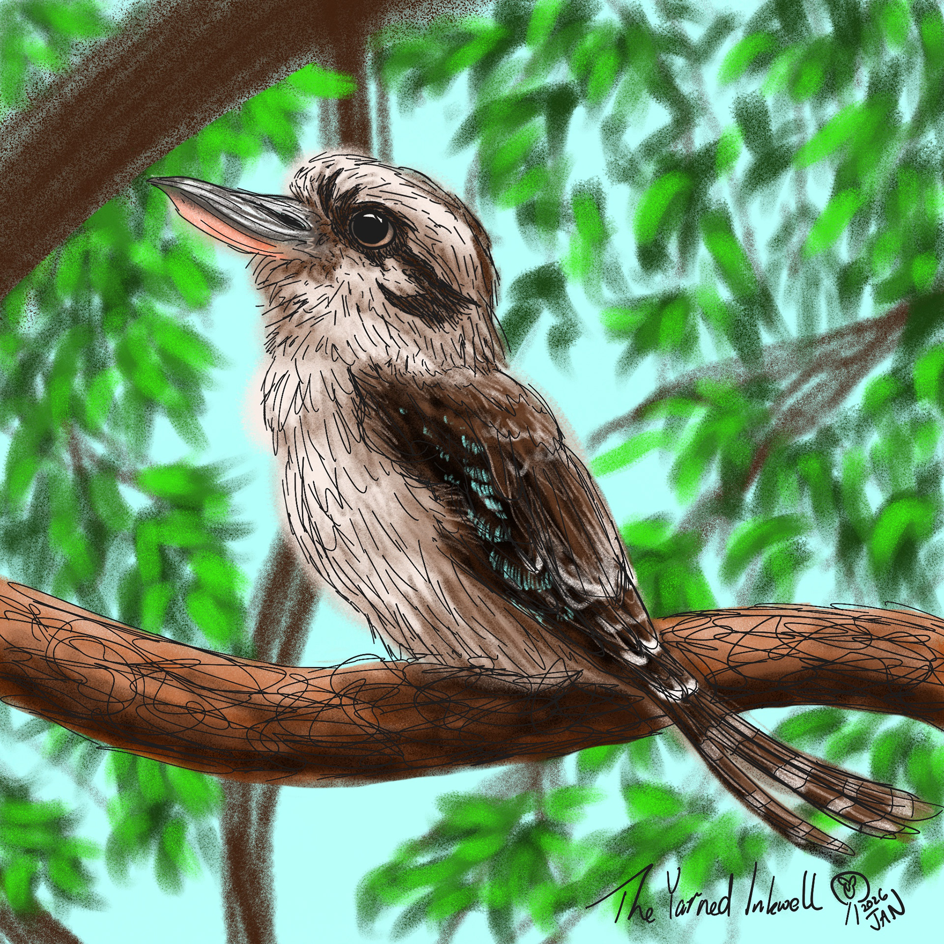 Kookaburra