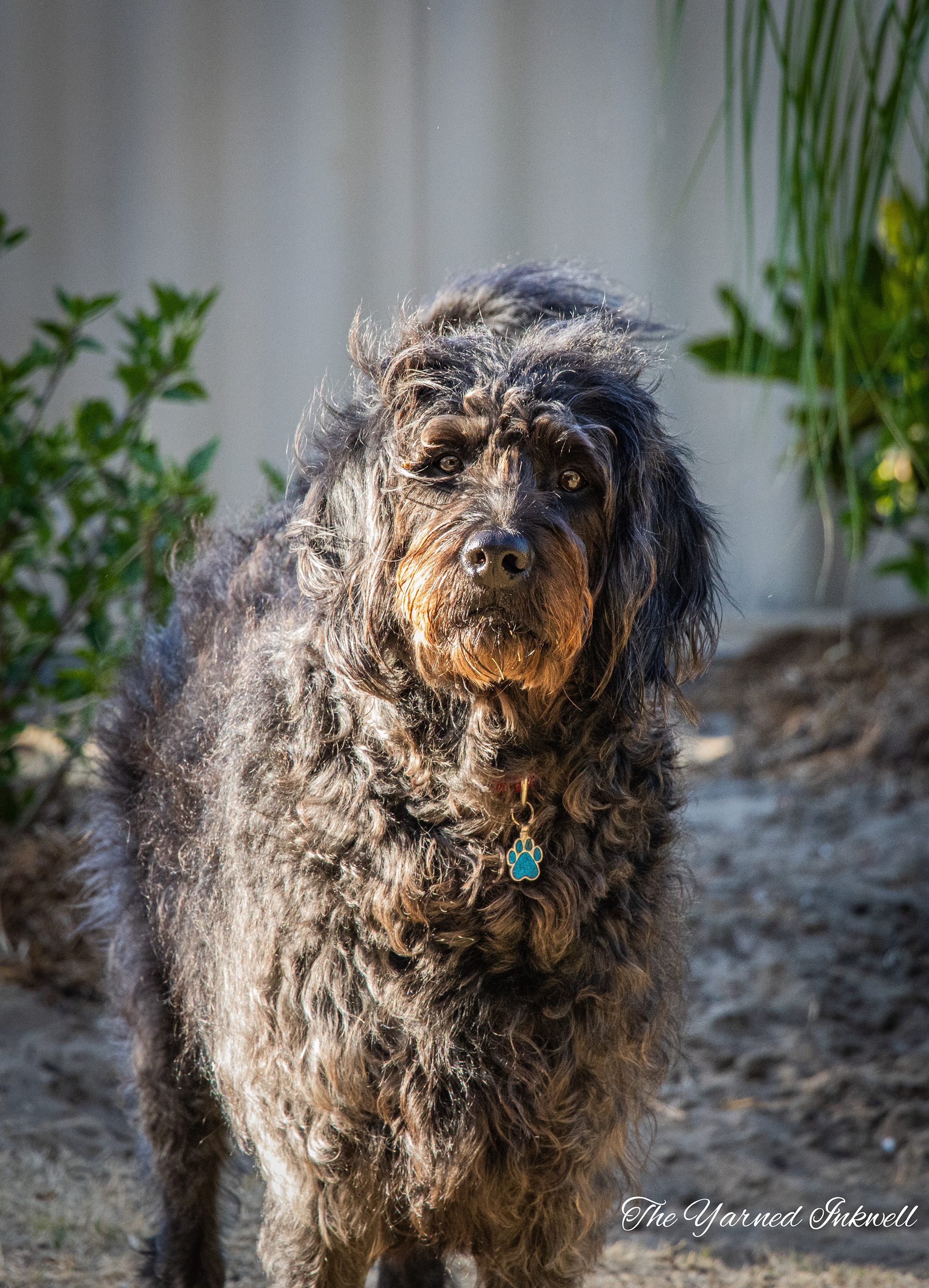 Black/Grey/Brown Labradoodle