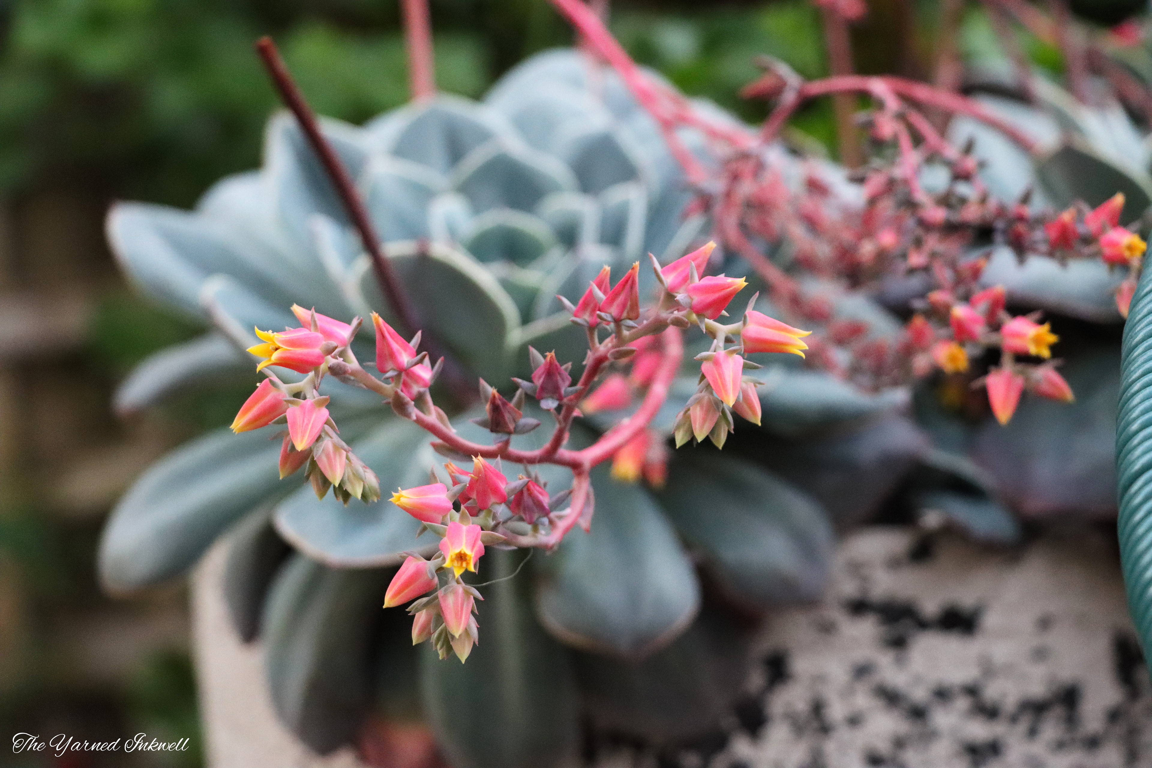 Succulent flowers