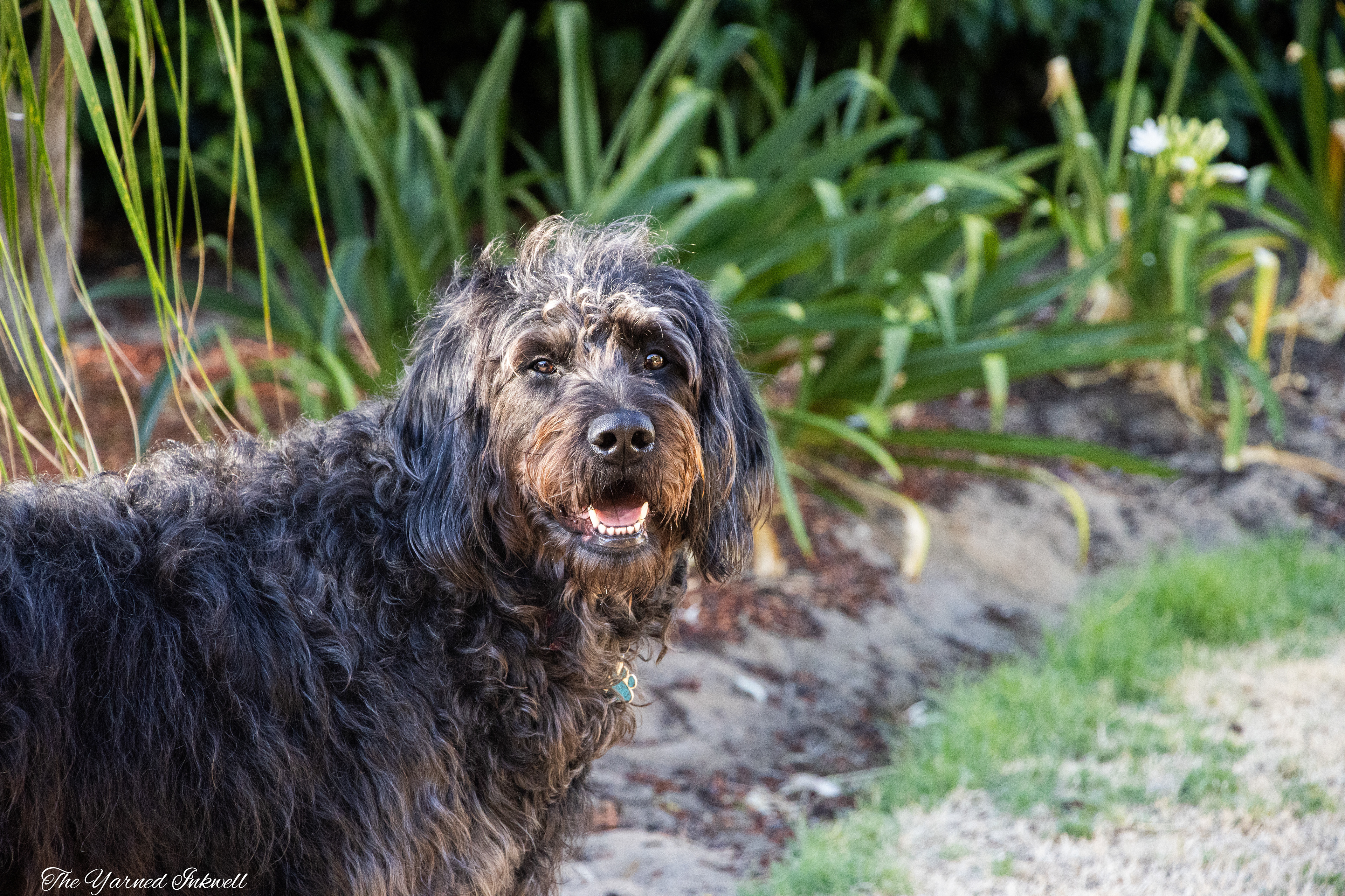 Black/Grey/Brown Labradoodle