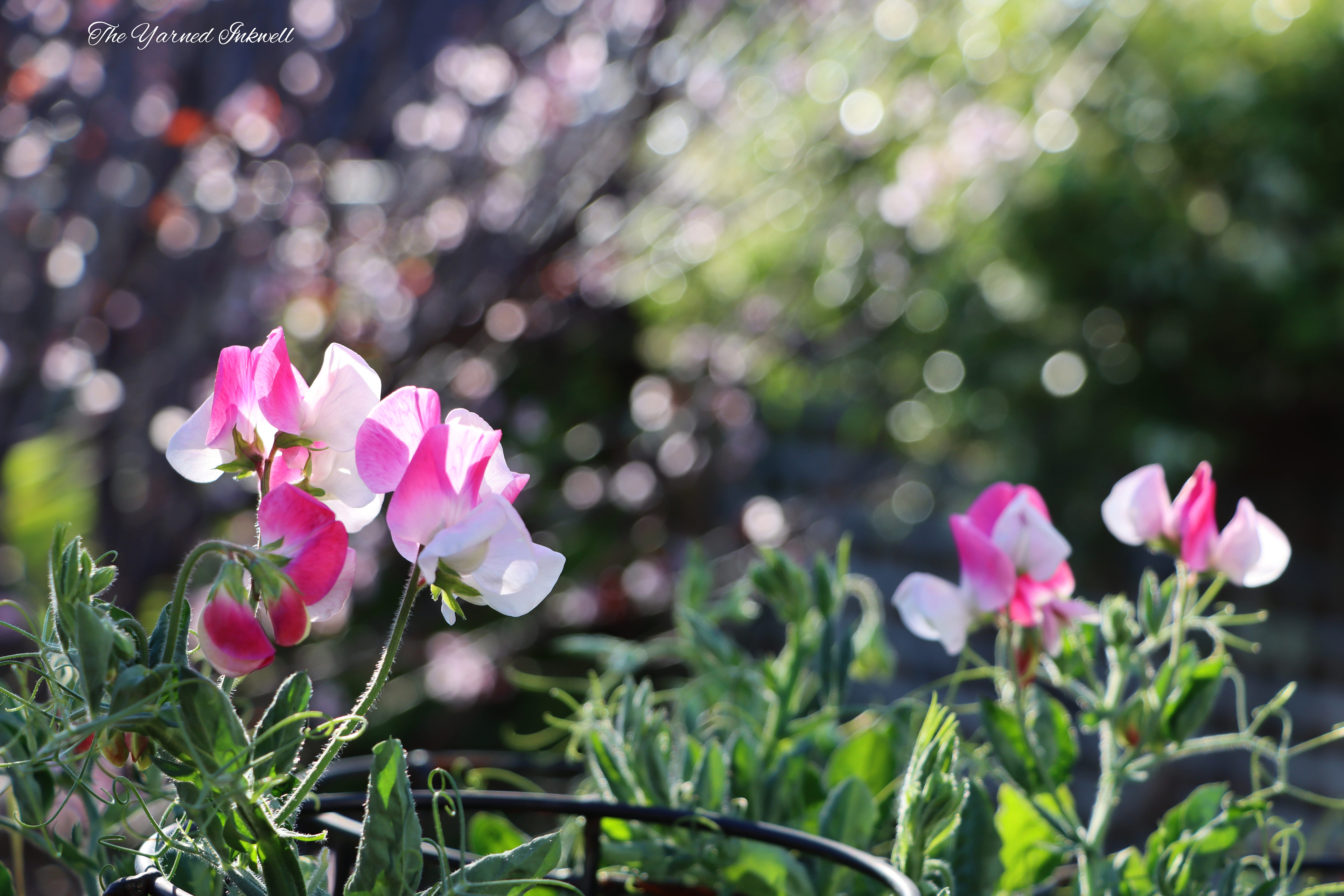 Pink sweet pea flowers