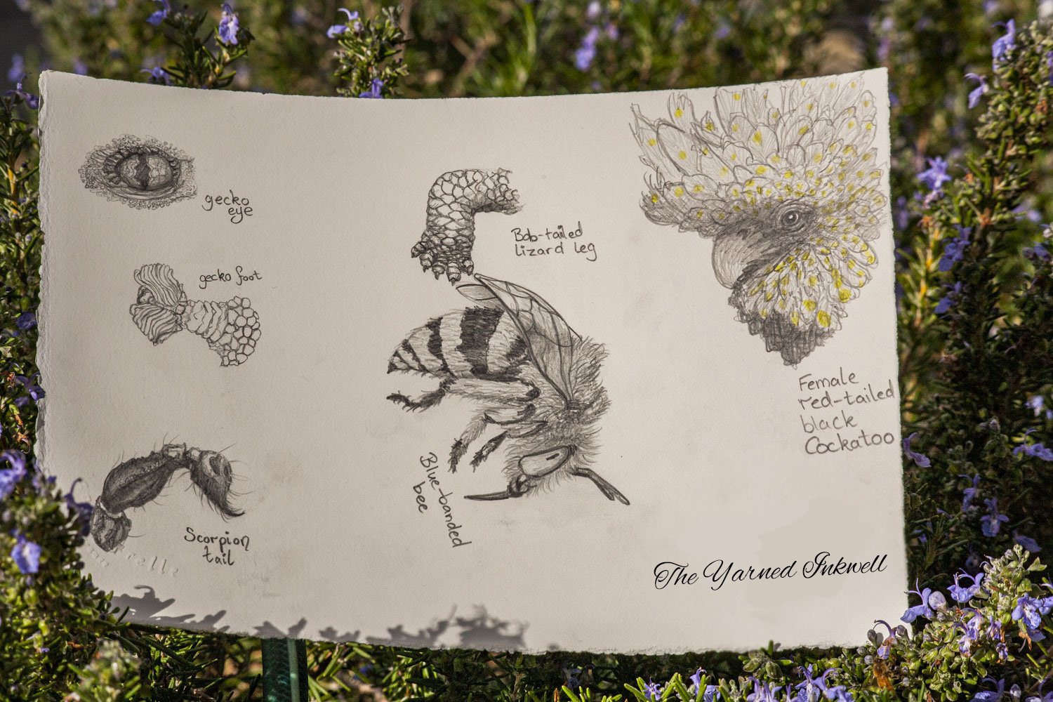 Animal and Insect Study Sketches