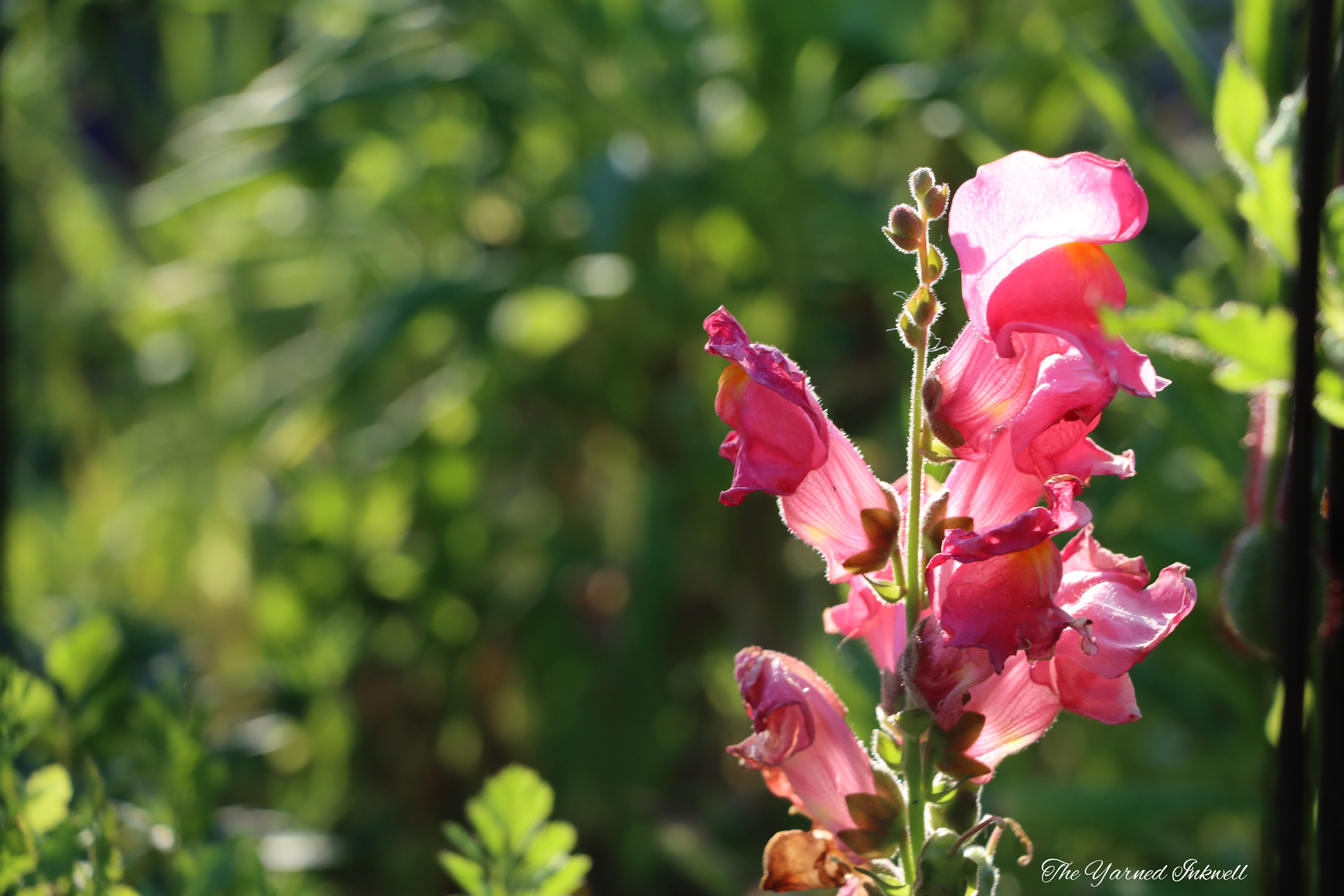 Snapdragon
