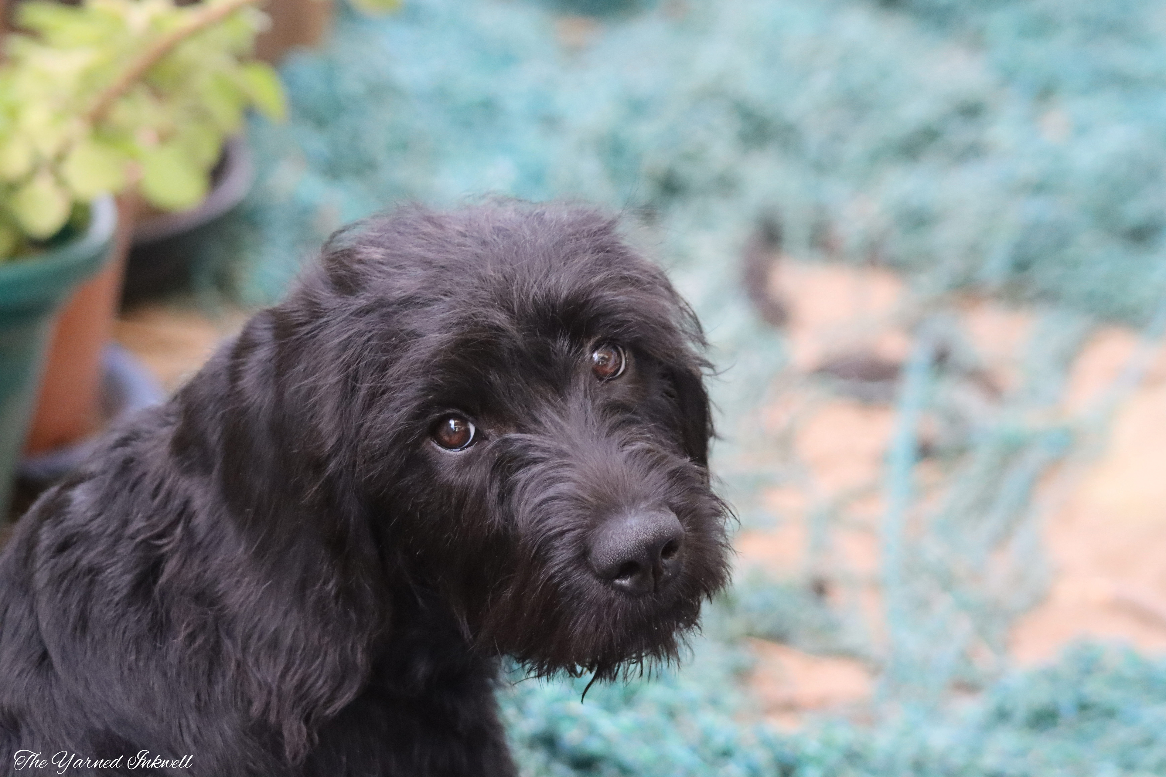 Black labradoodle puppy