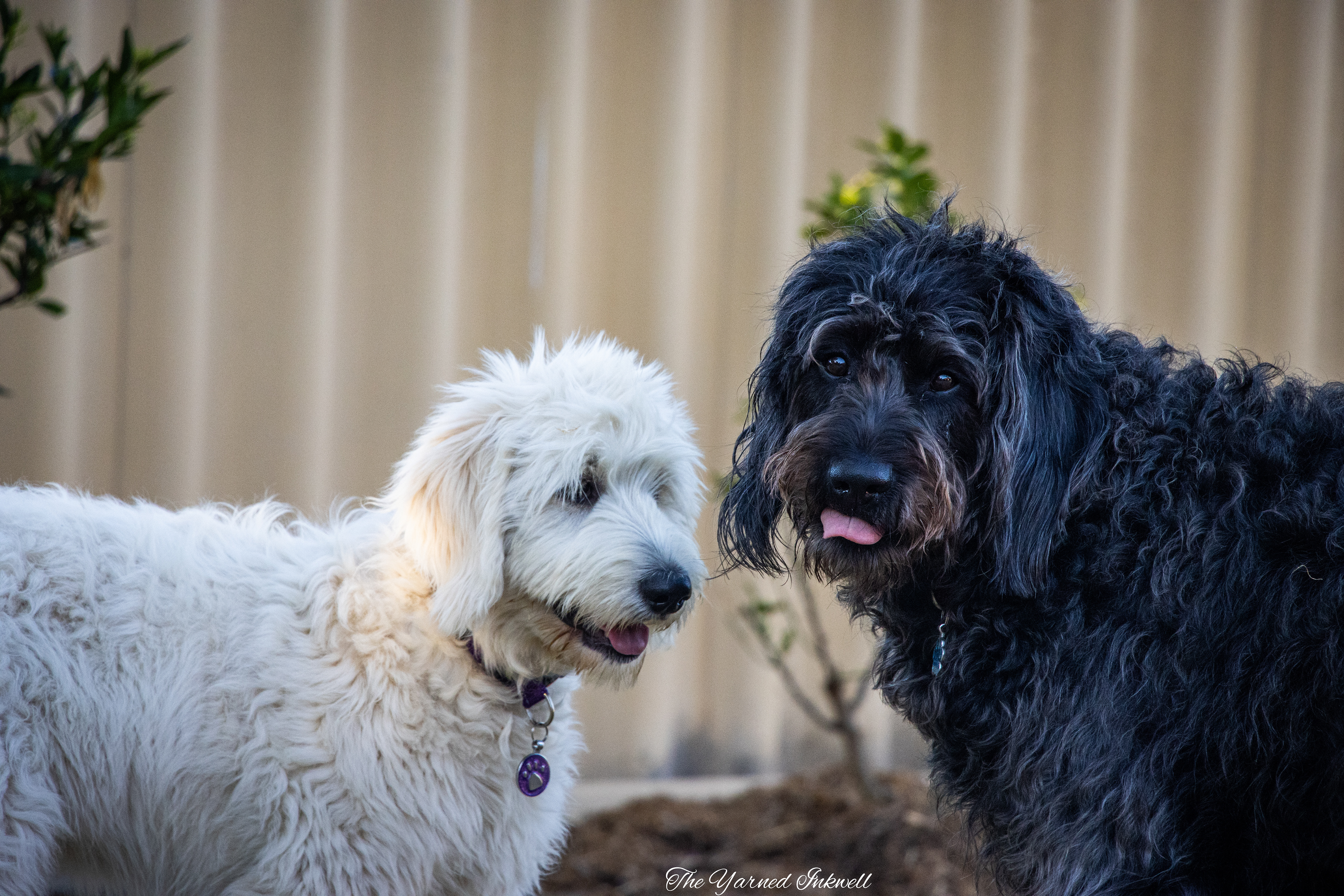 Cream Groodle and Black/Grey/Brown Labradoodle