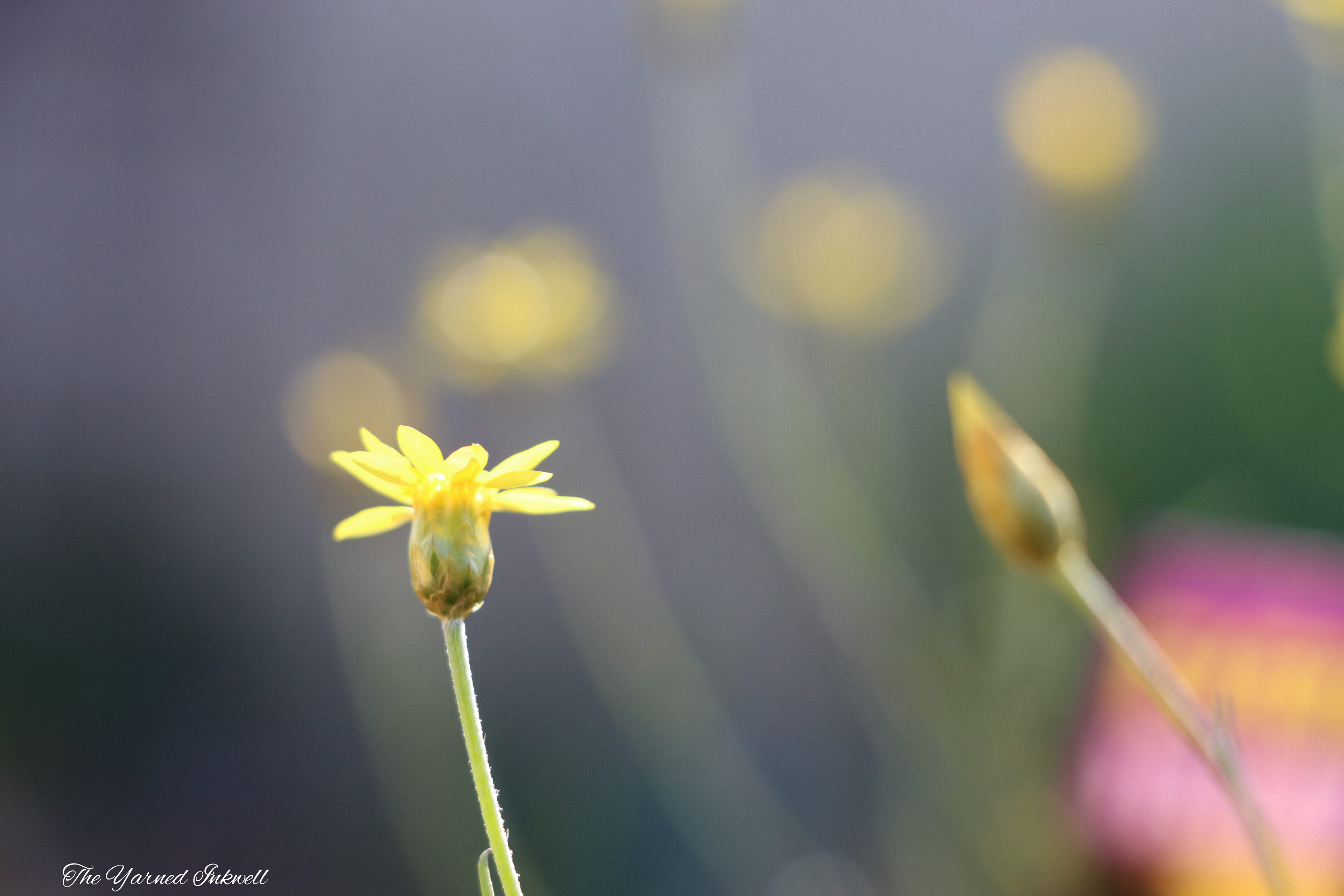 Yellow flower