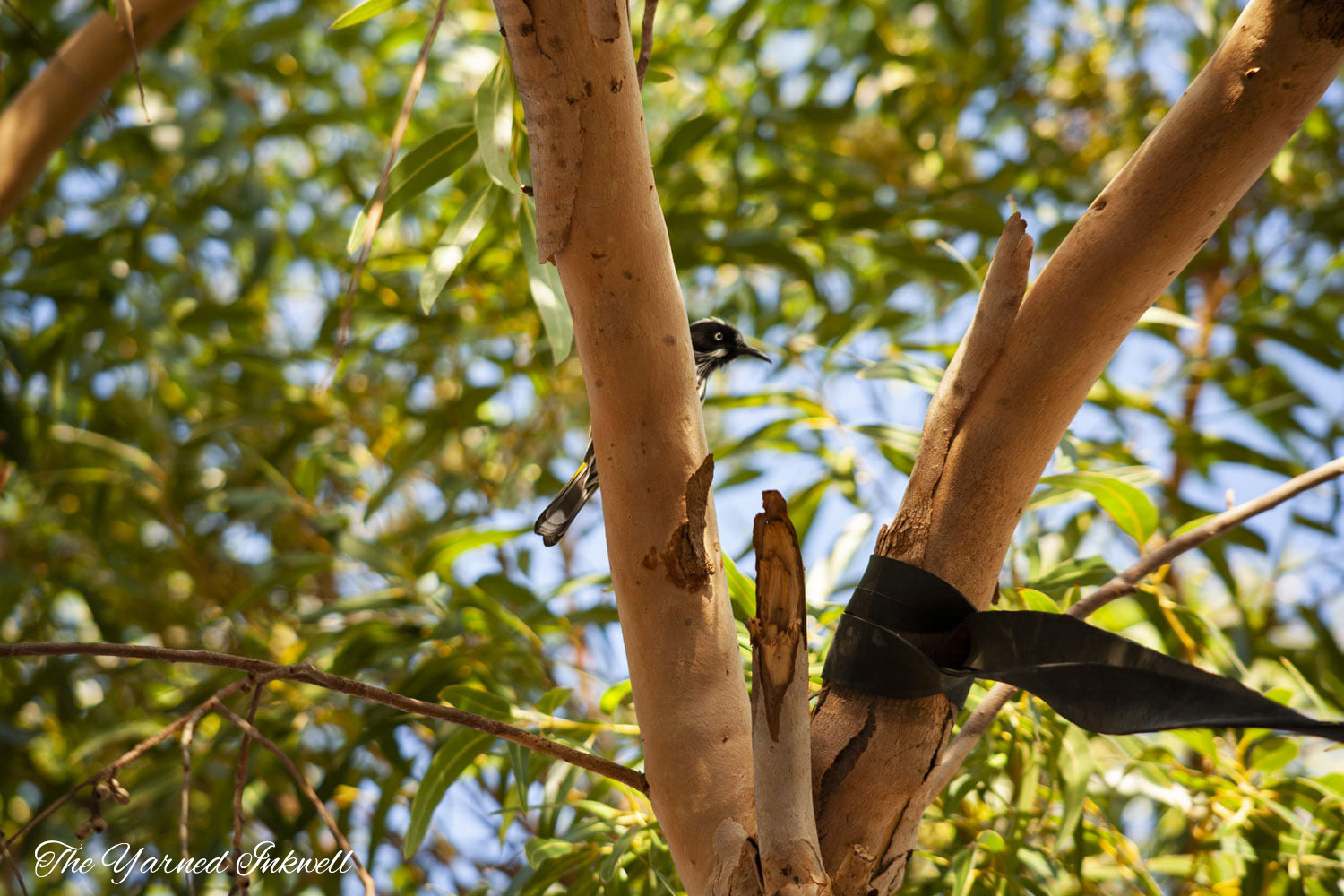 New Holland Honeyeater
